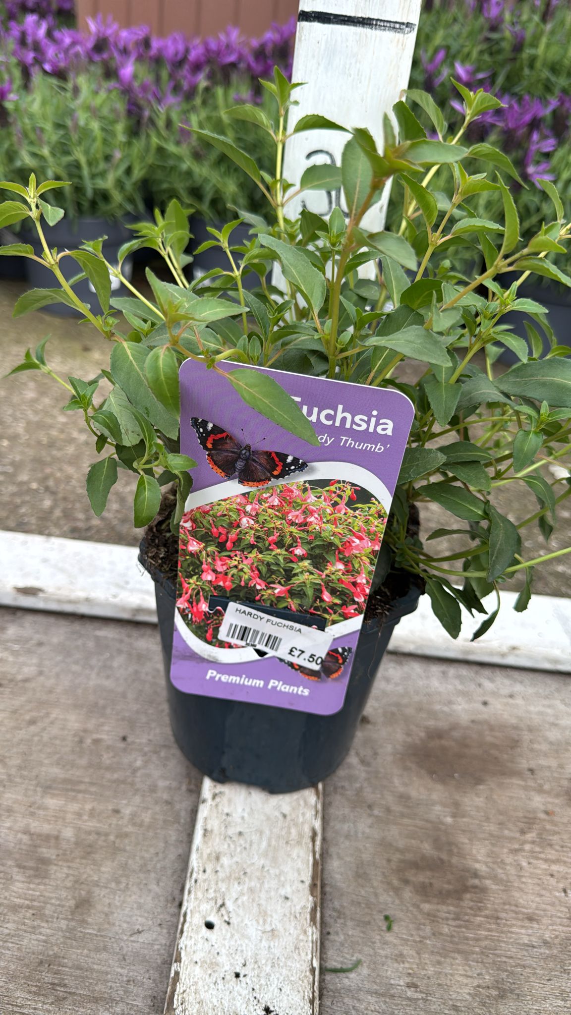 Hardy Fuchsia 'Lady Thumb 2L
