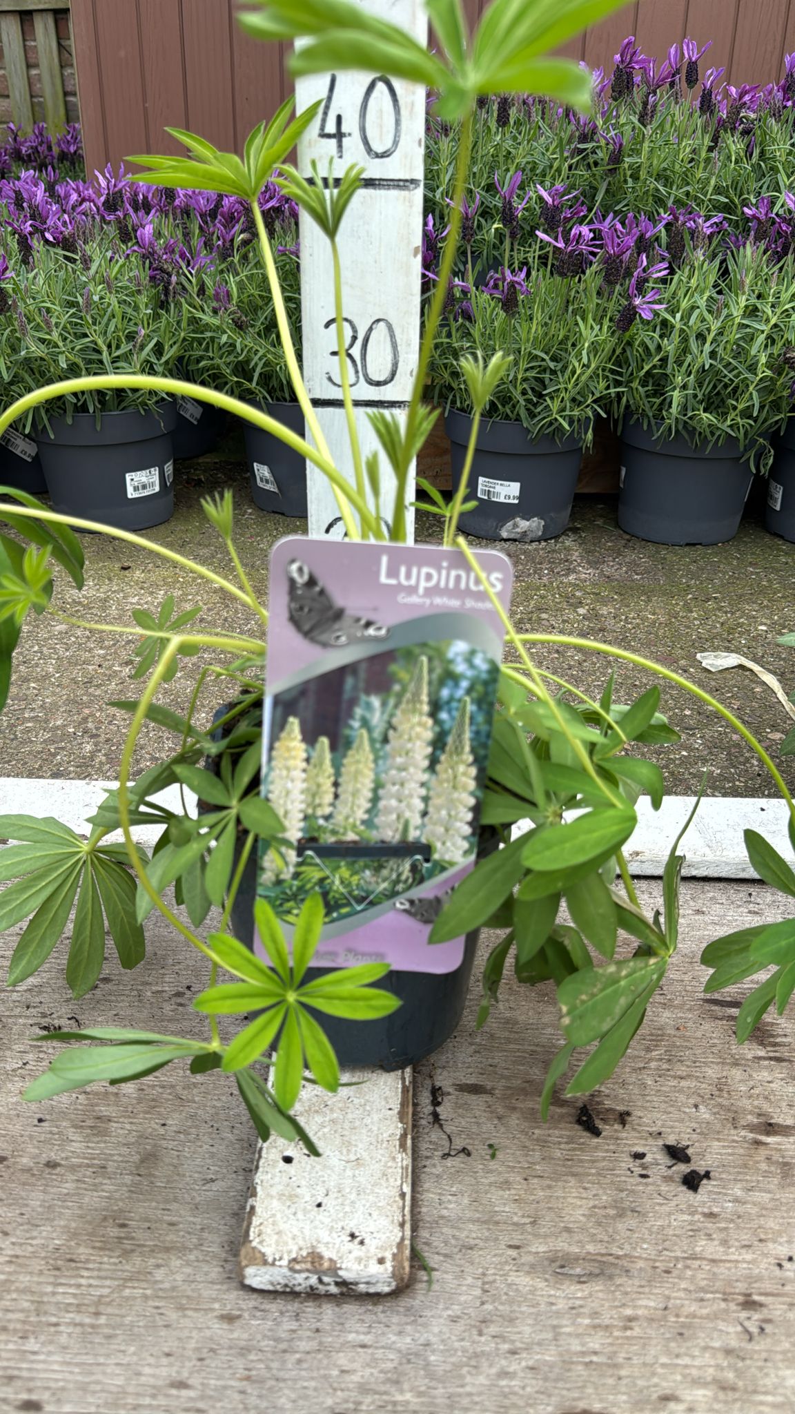 Lupin 'white gallery white' 2L