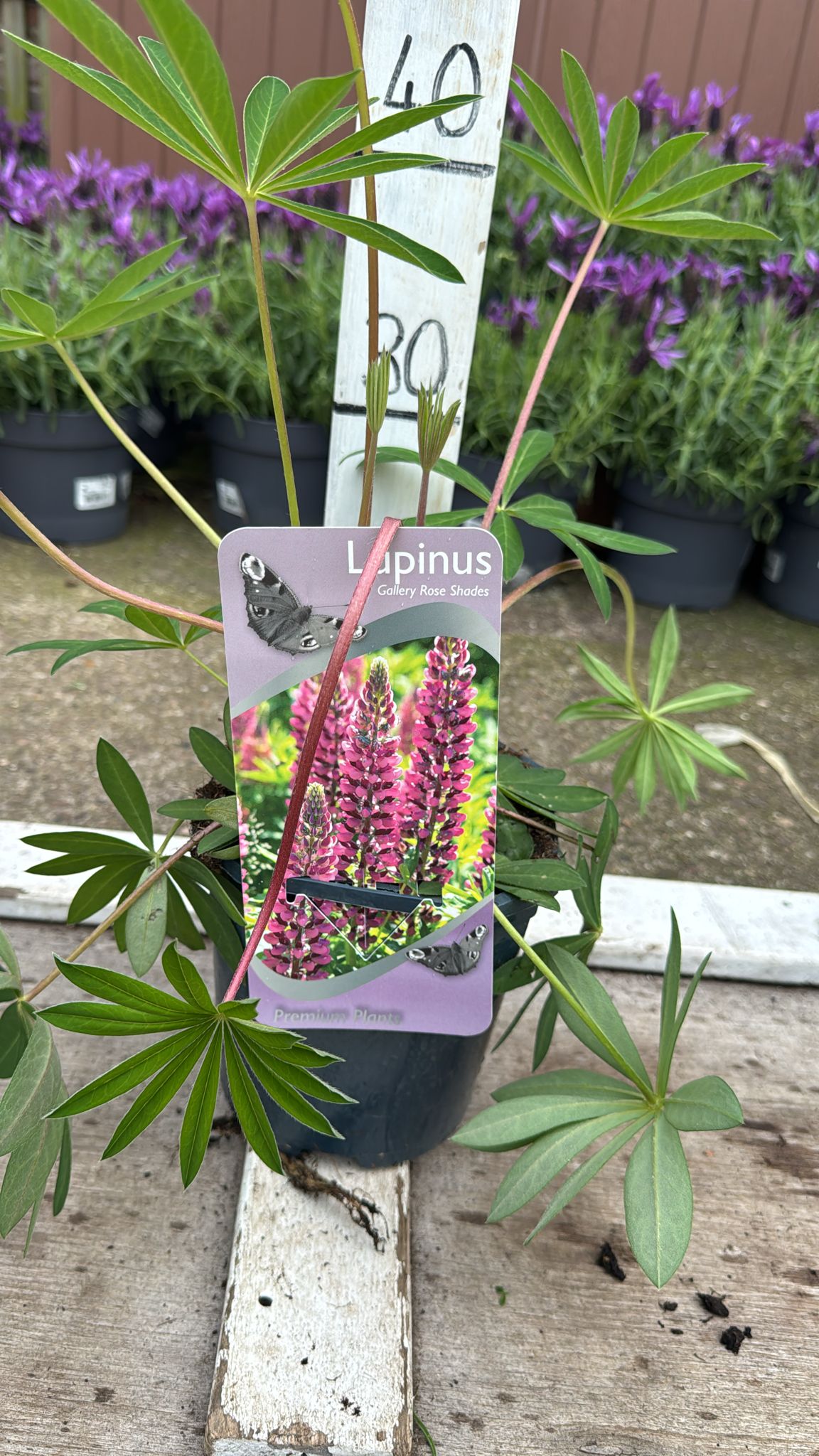 Lupin 'gallery rose' 2L