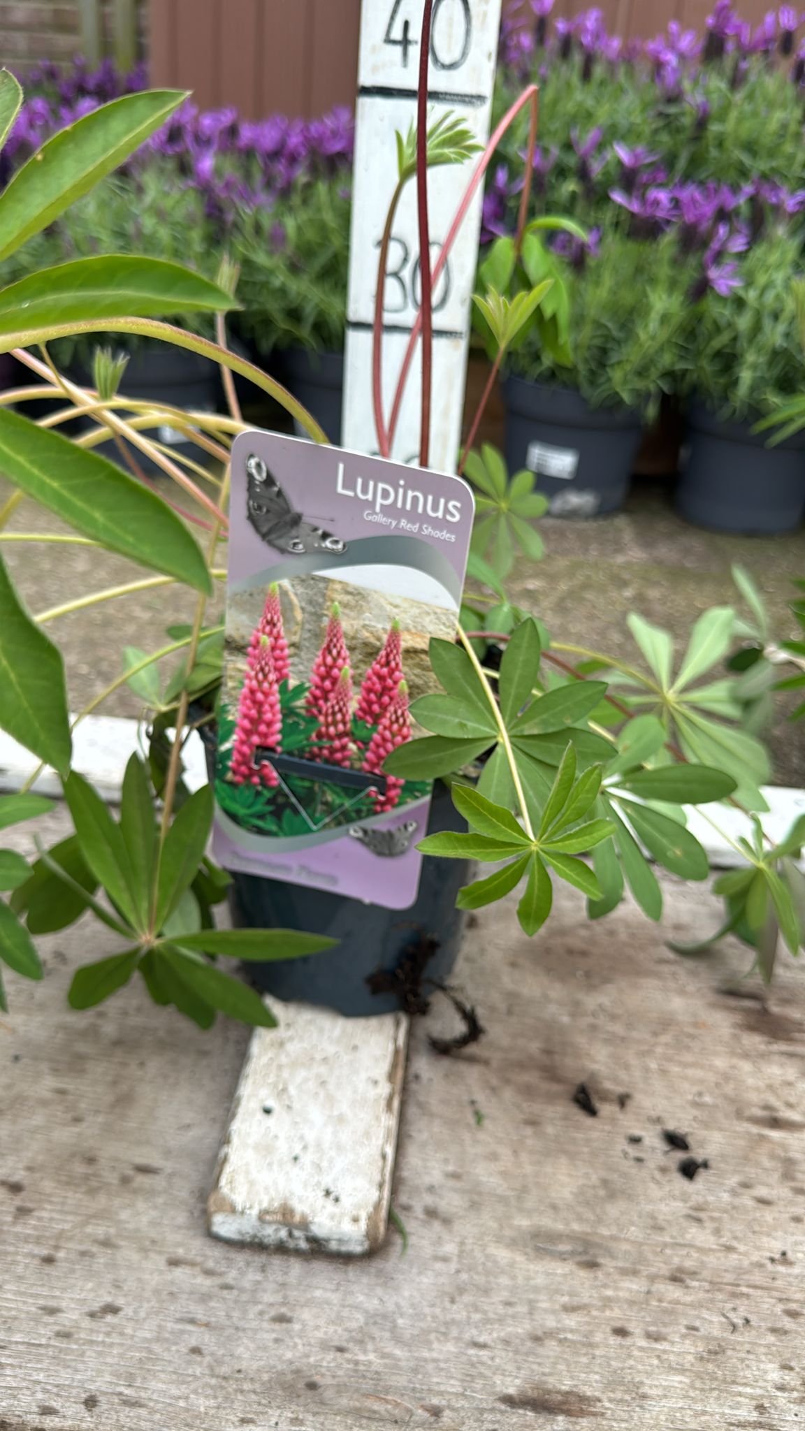 Lupin 'gallery red' 2L