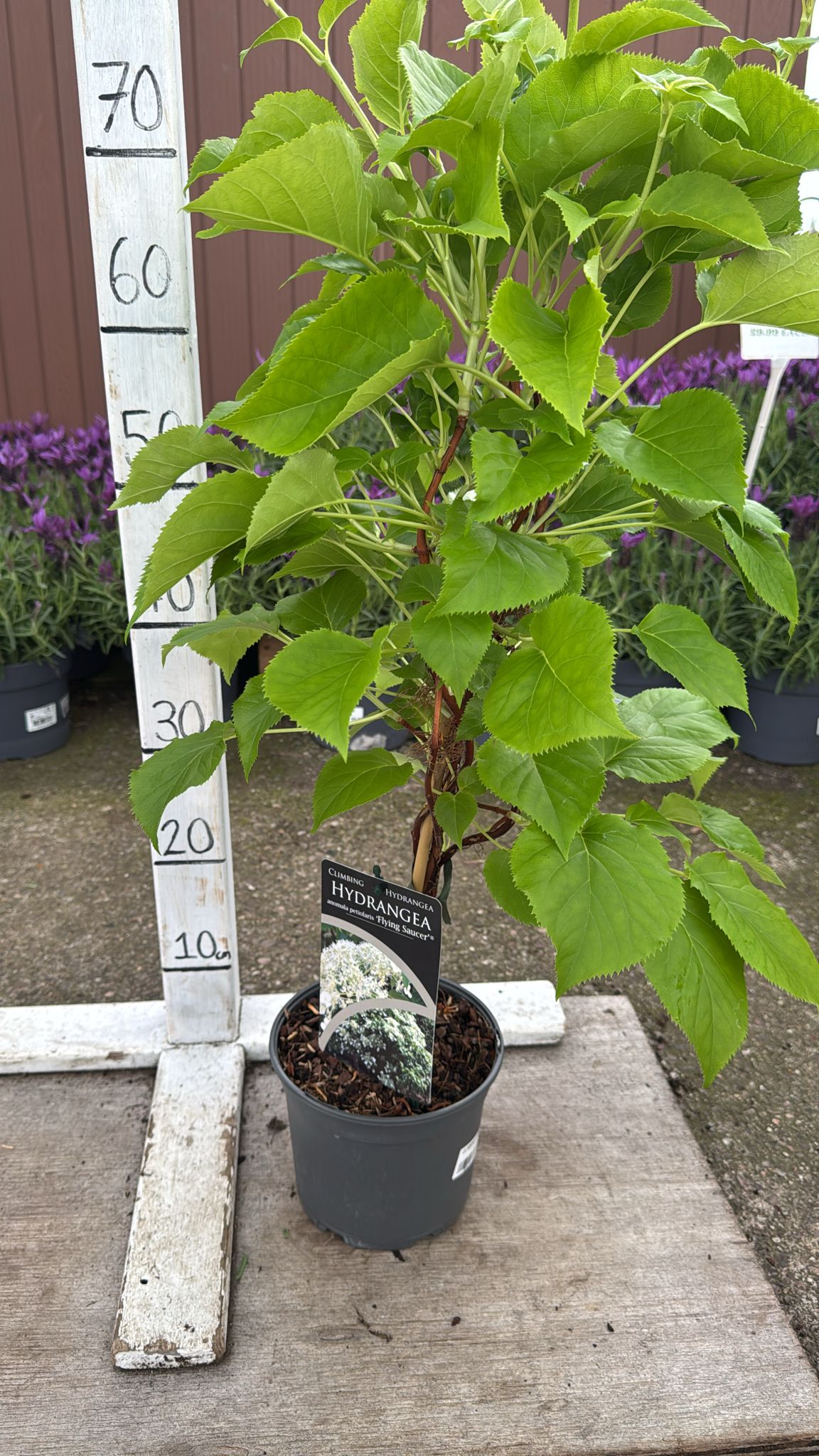 Climbing Hydrangea 'Flying Saucer'
