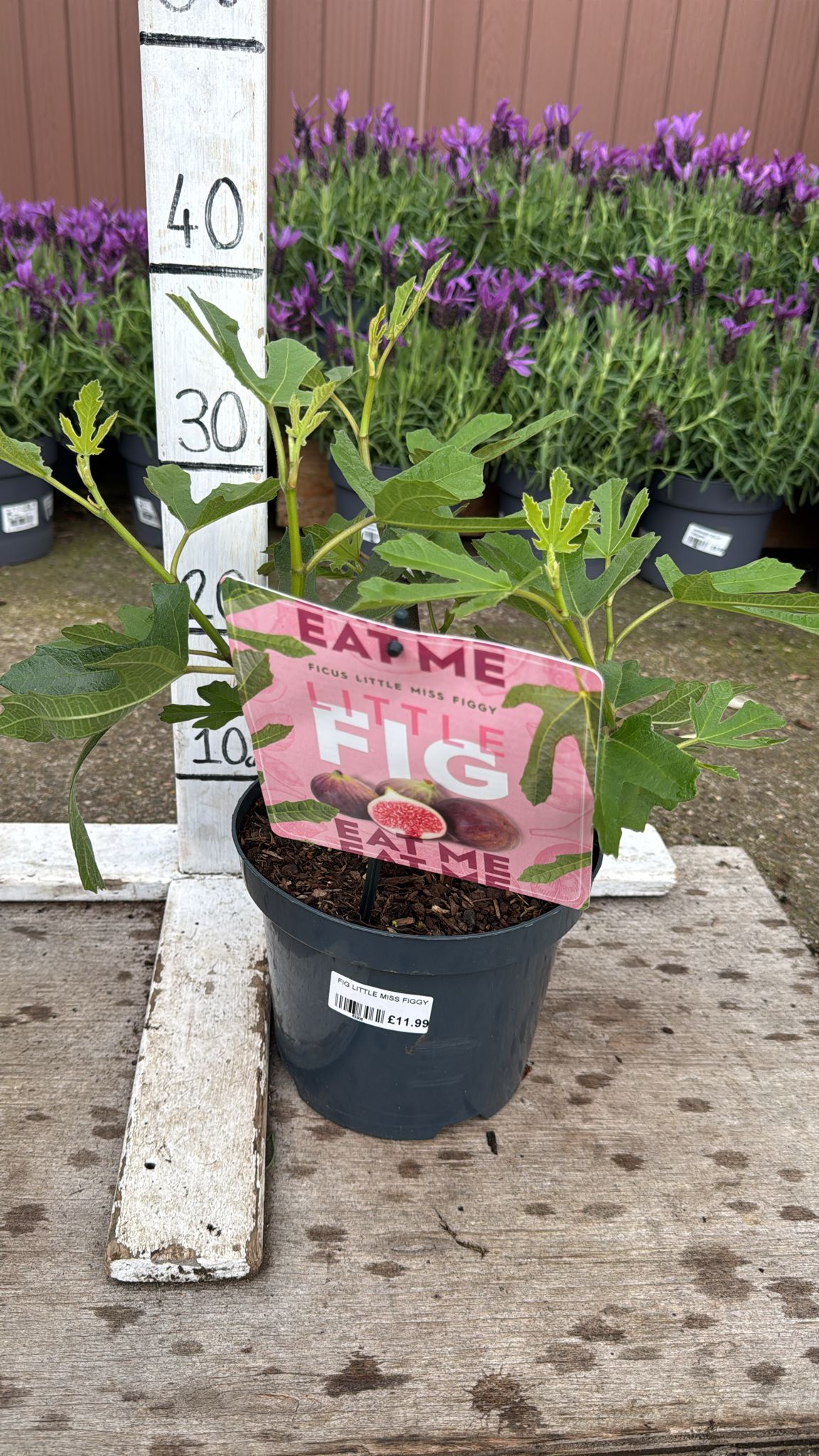 Fig 'Little Miss Figgy' 3L Bush