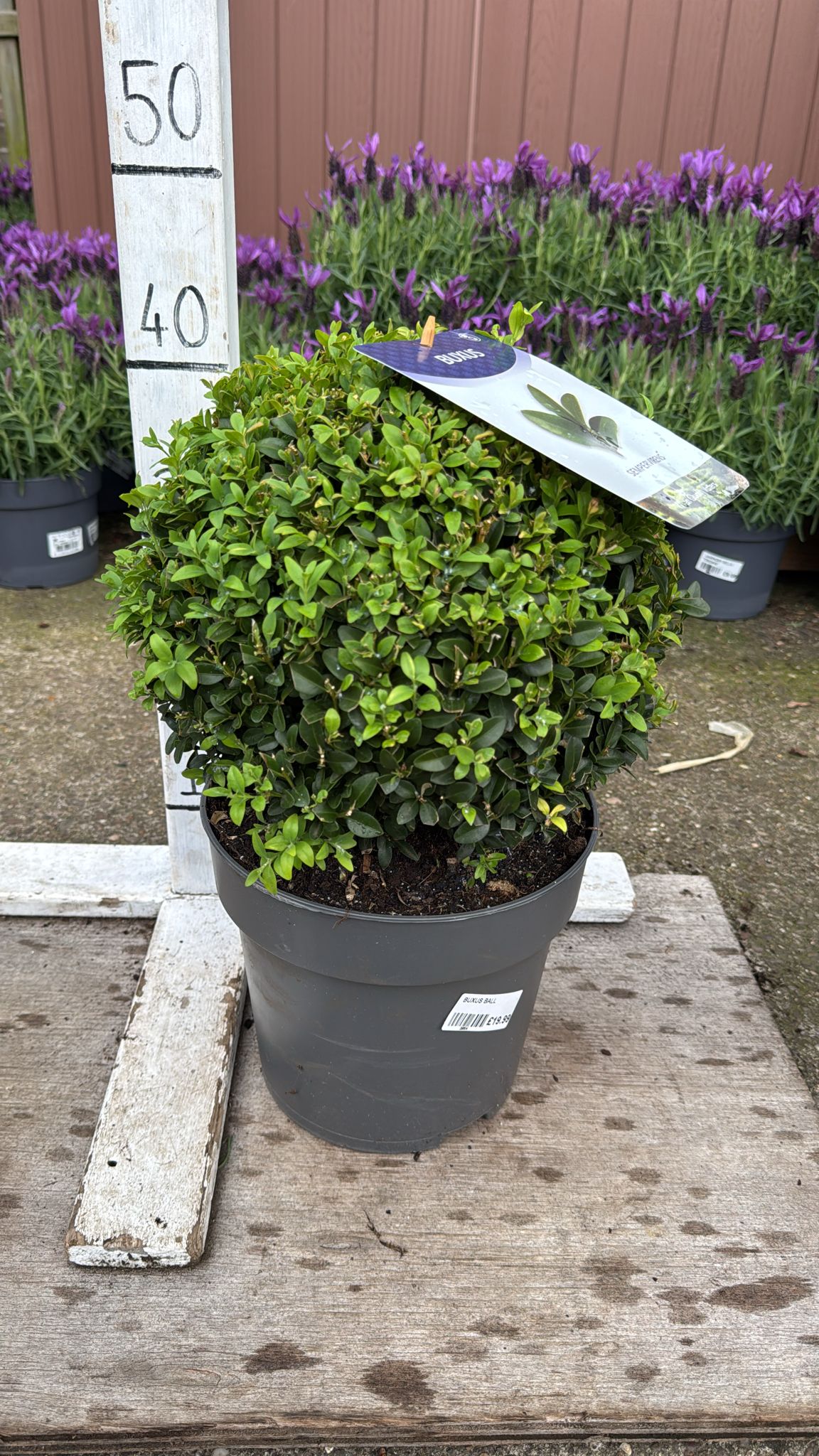 Buxus Ball 5L