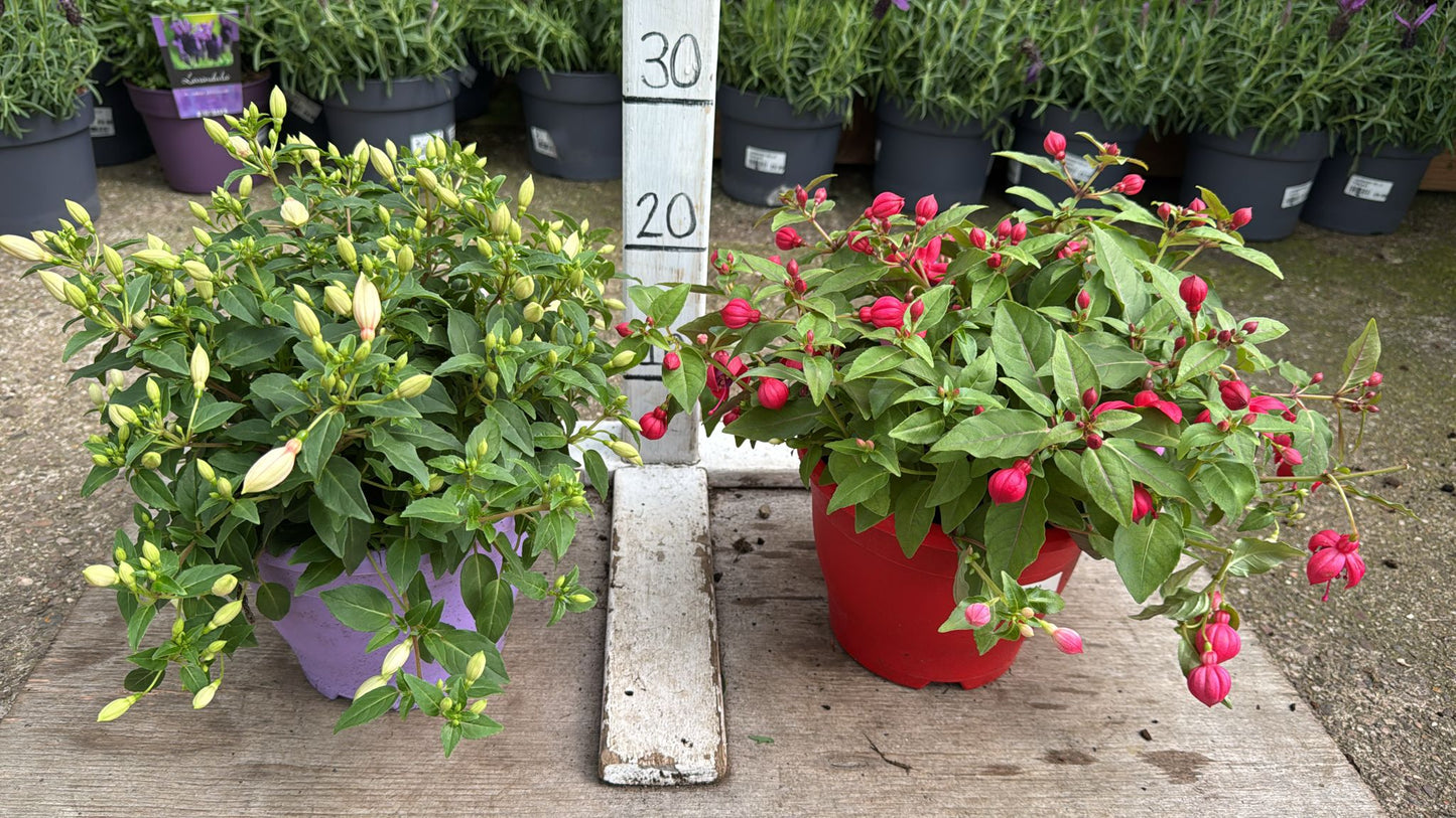 Fuchsia Bella 3L