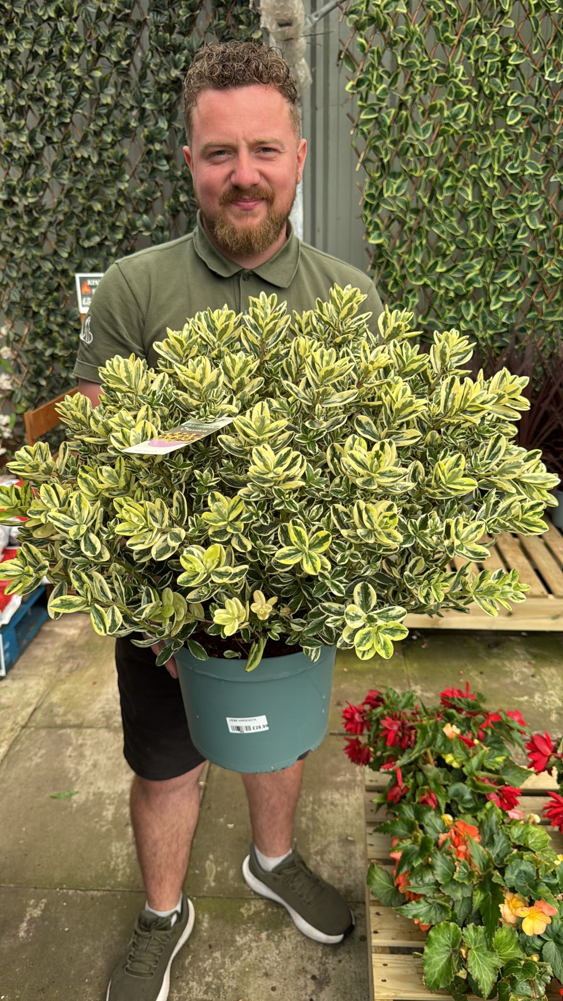 Hebe Variegata 7.5L