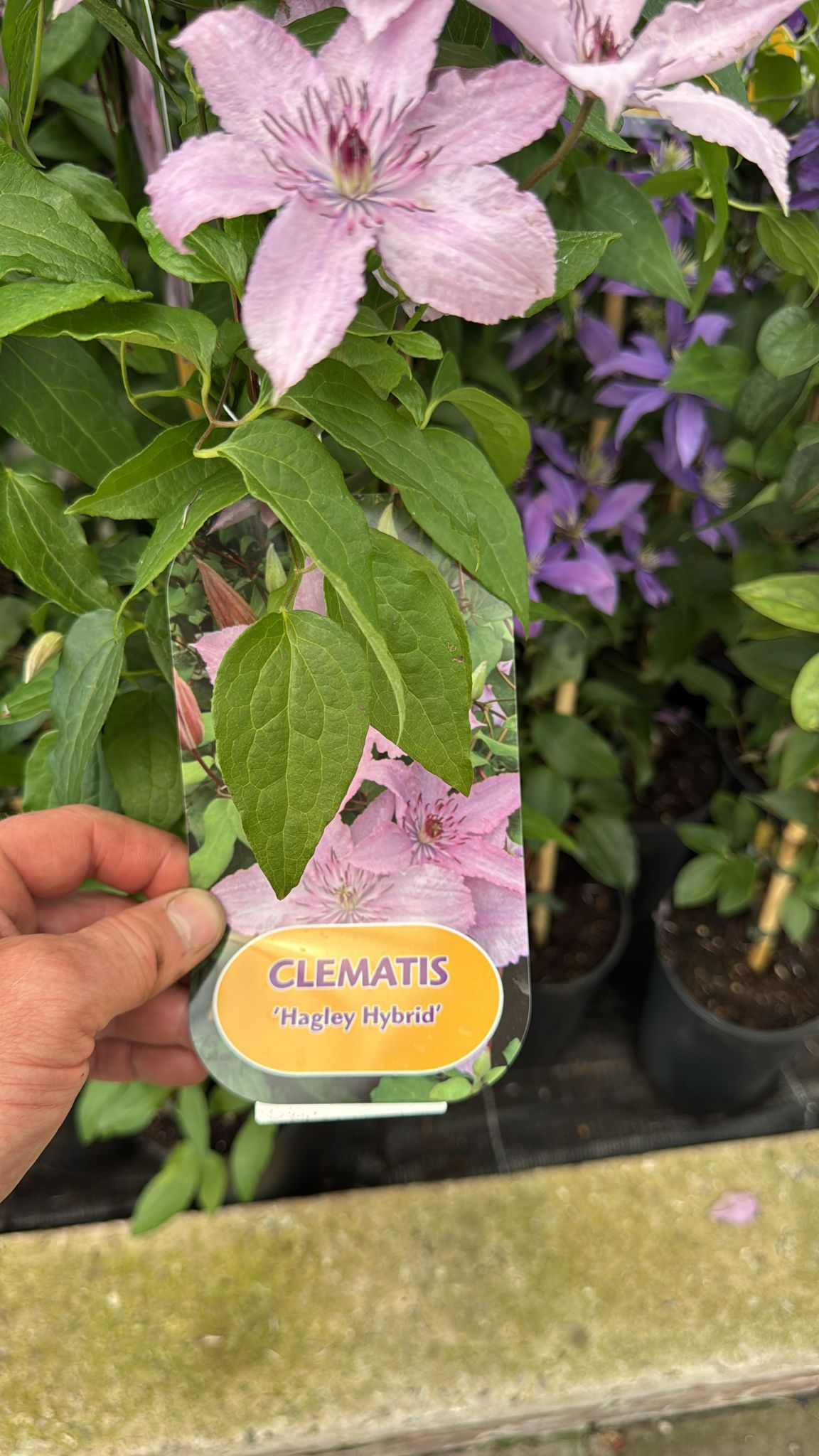 Clematis 'Hagley Hybrid'. 3L