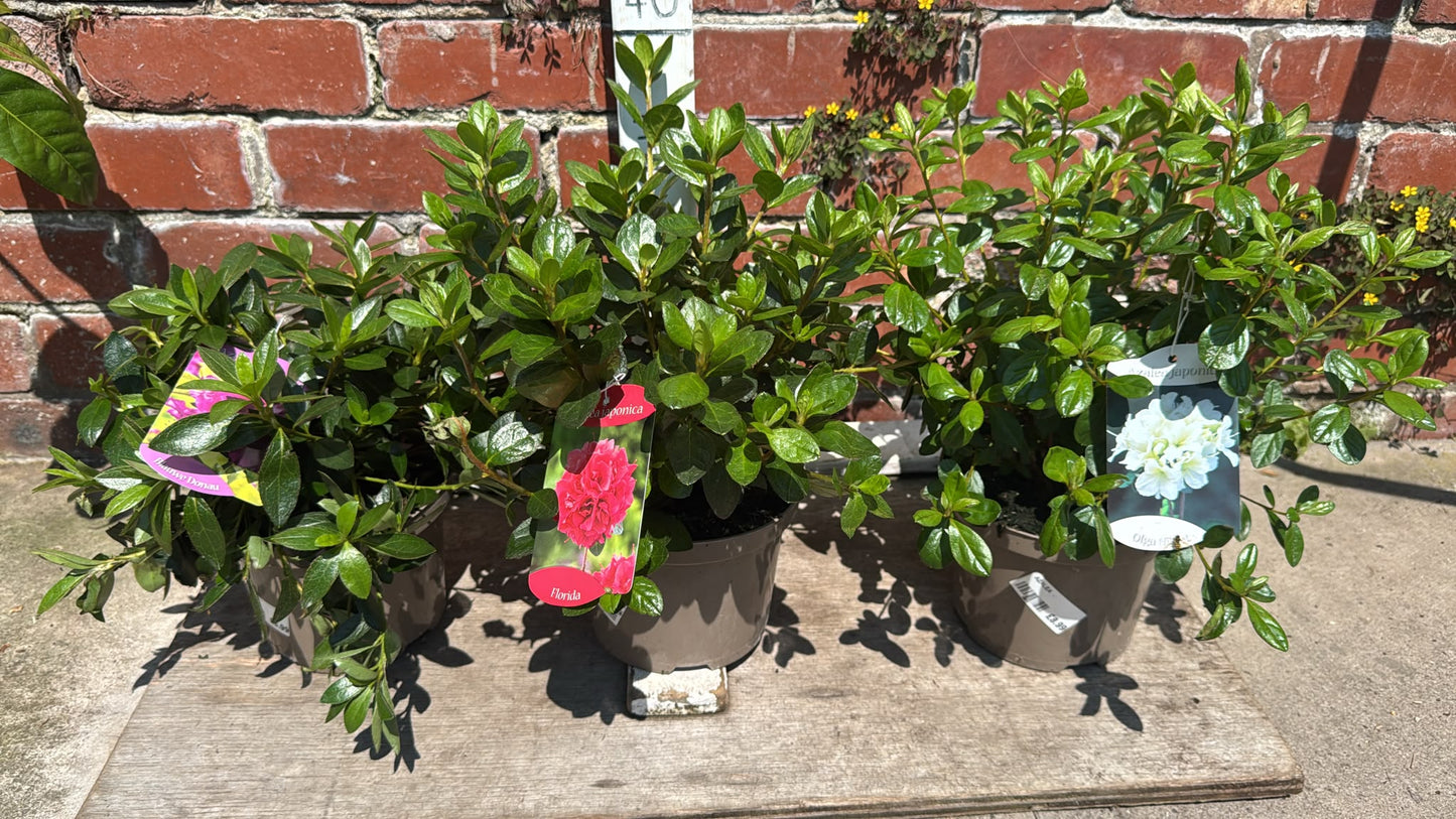 Azalea Japonica 2L (select variety).