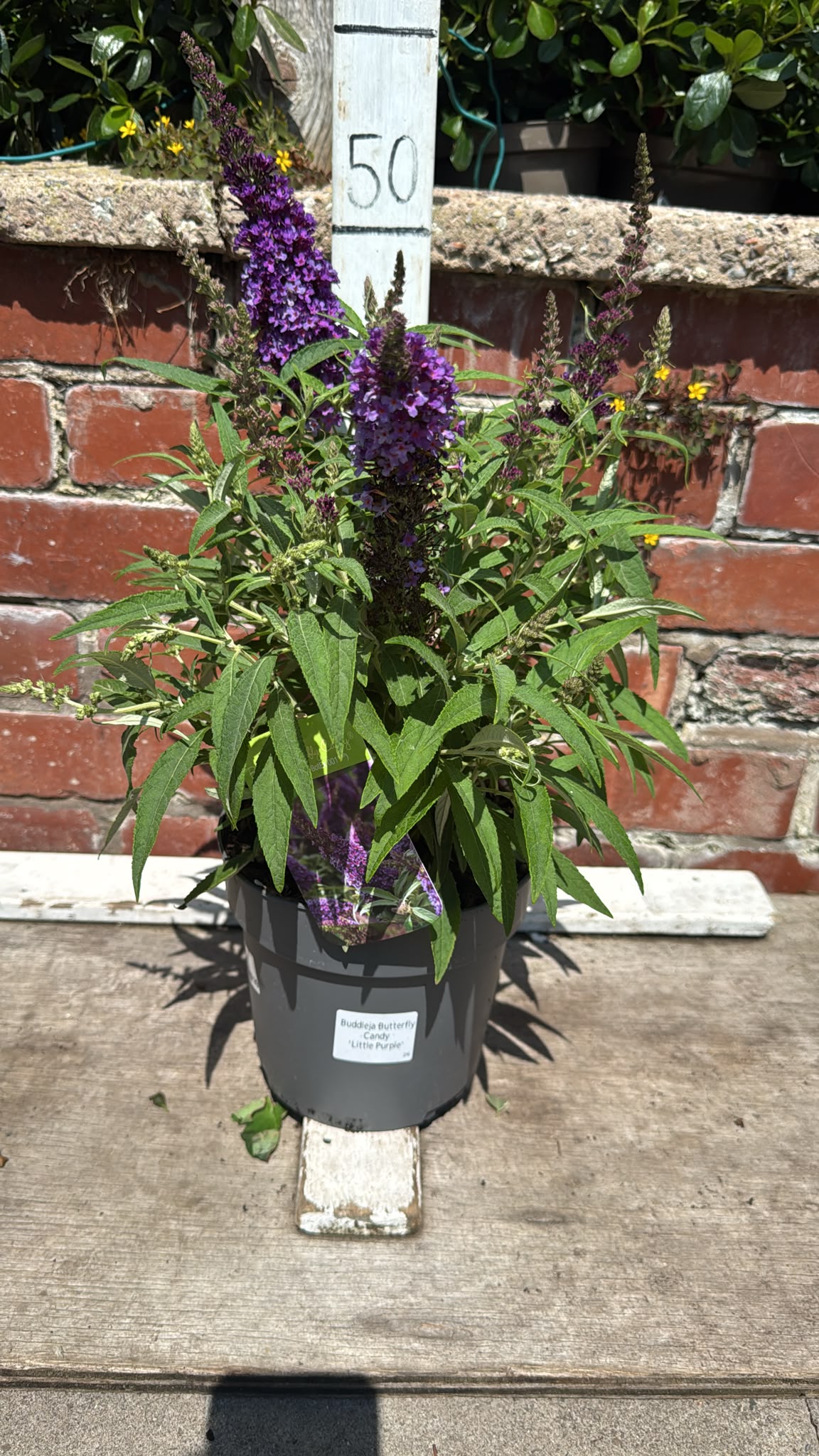 Buddleja Butterfly Candy 3L