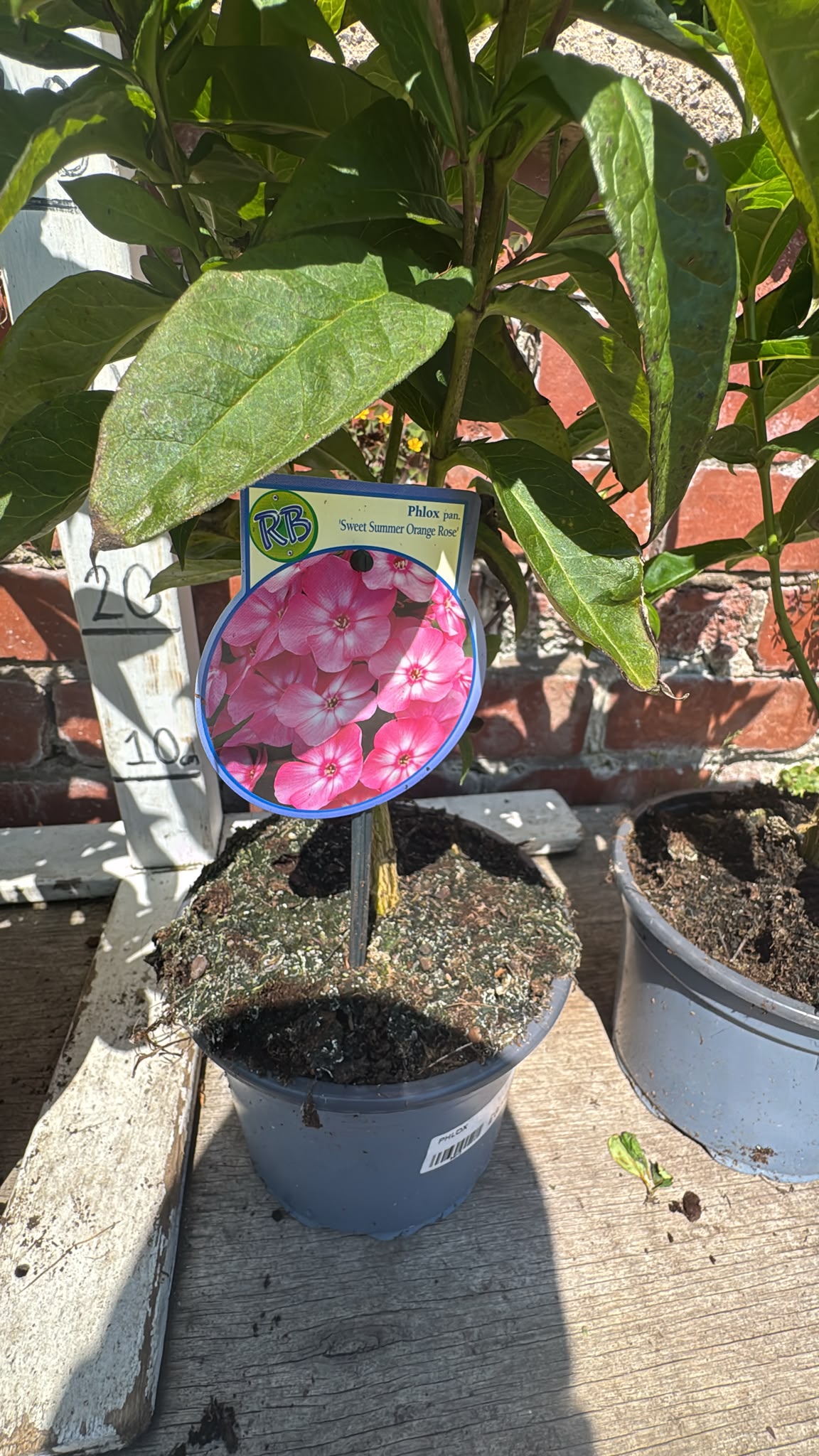Phlox 2L
