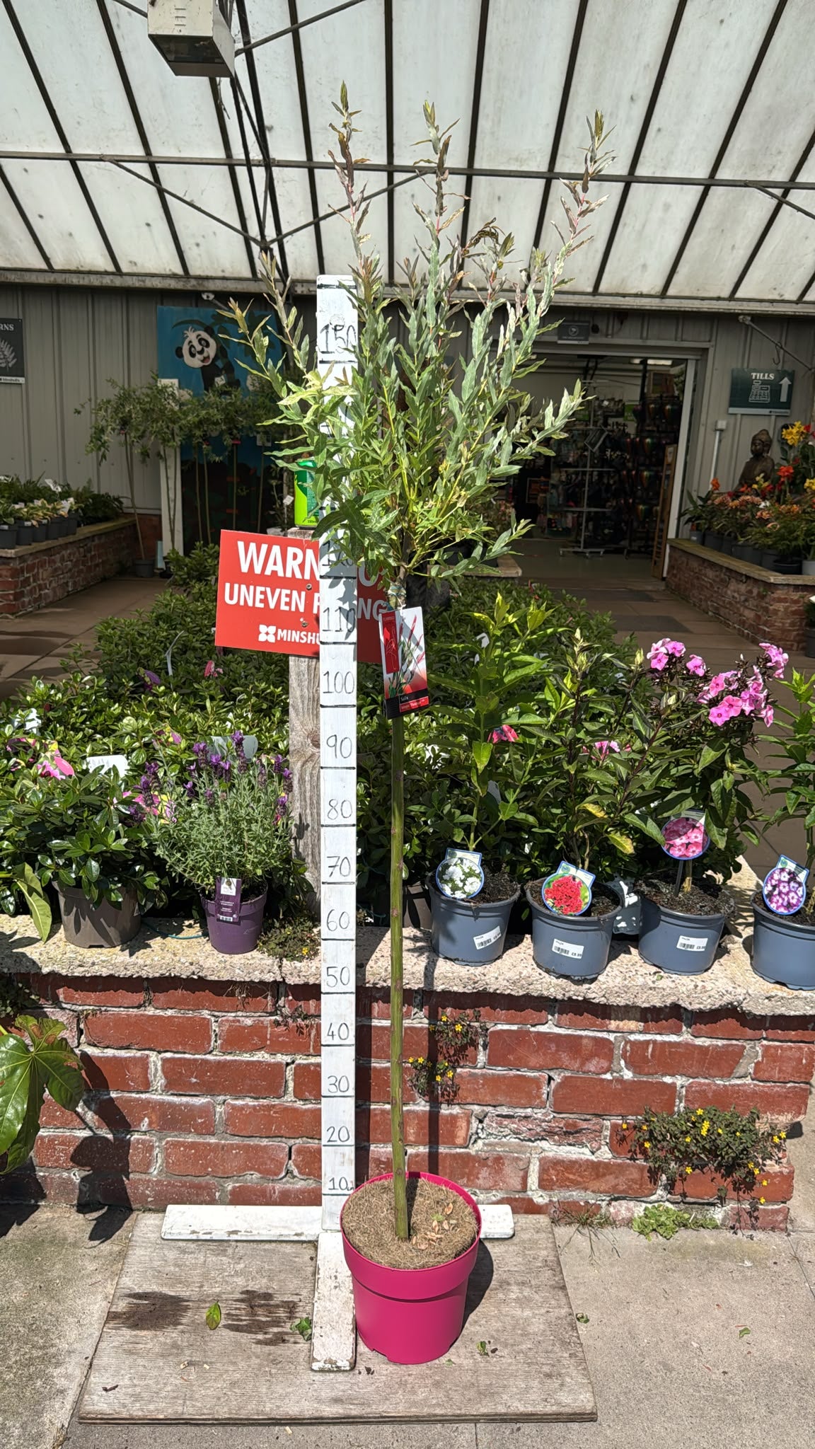 Salix Flamingo Tree 5L