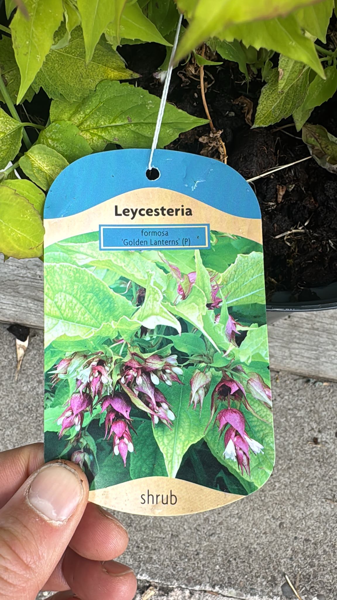 Leycestria 'Golden Lanterns'