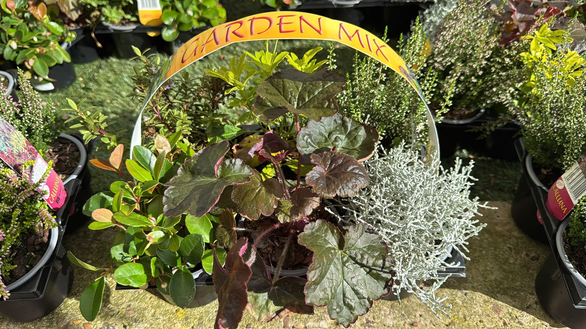 Autumn Garden Mix 6 Pack