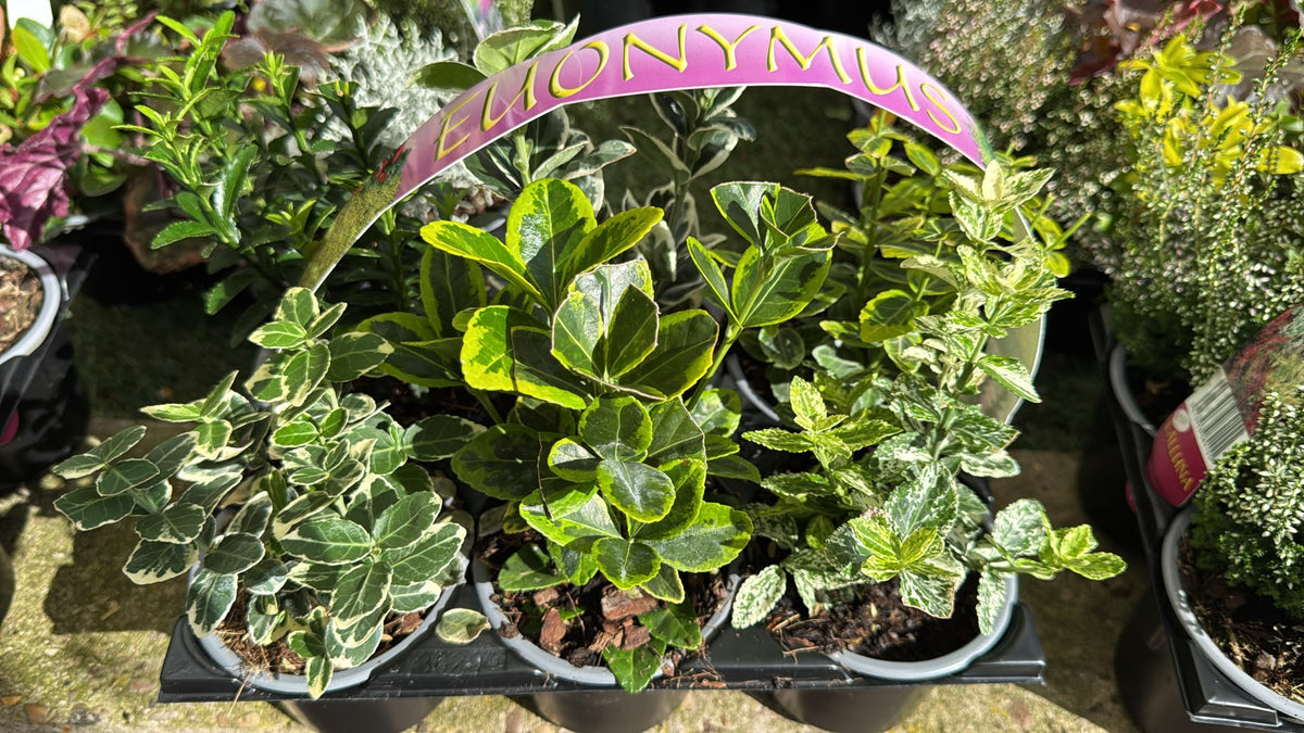 Euonymus 6 Pack