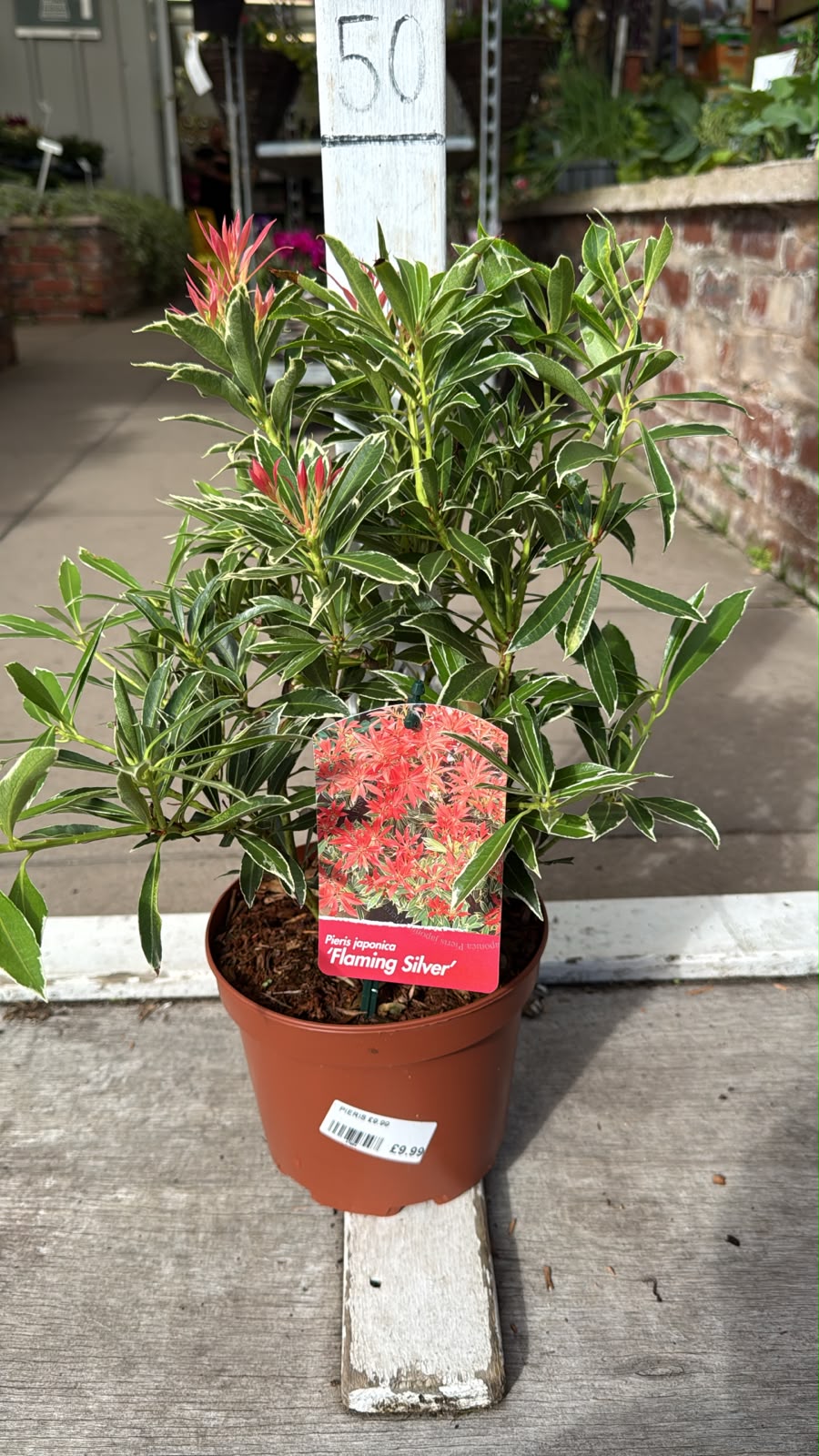 Pieris Flaming Silver 2L