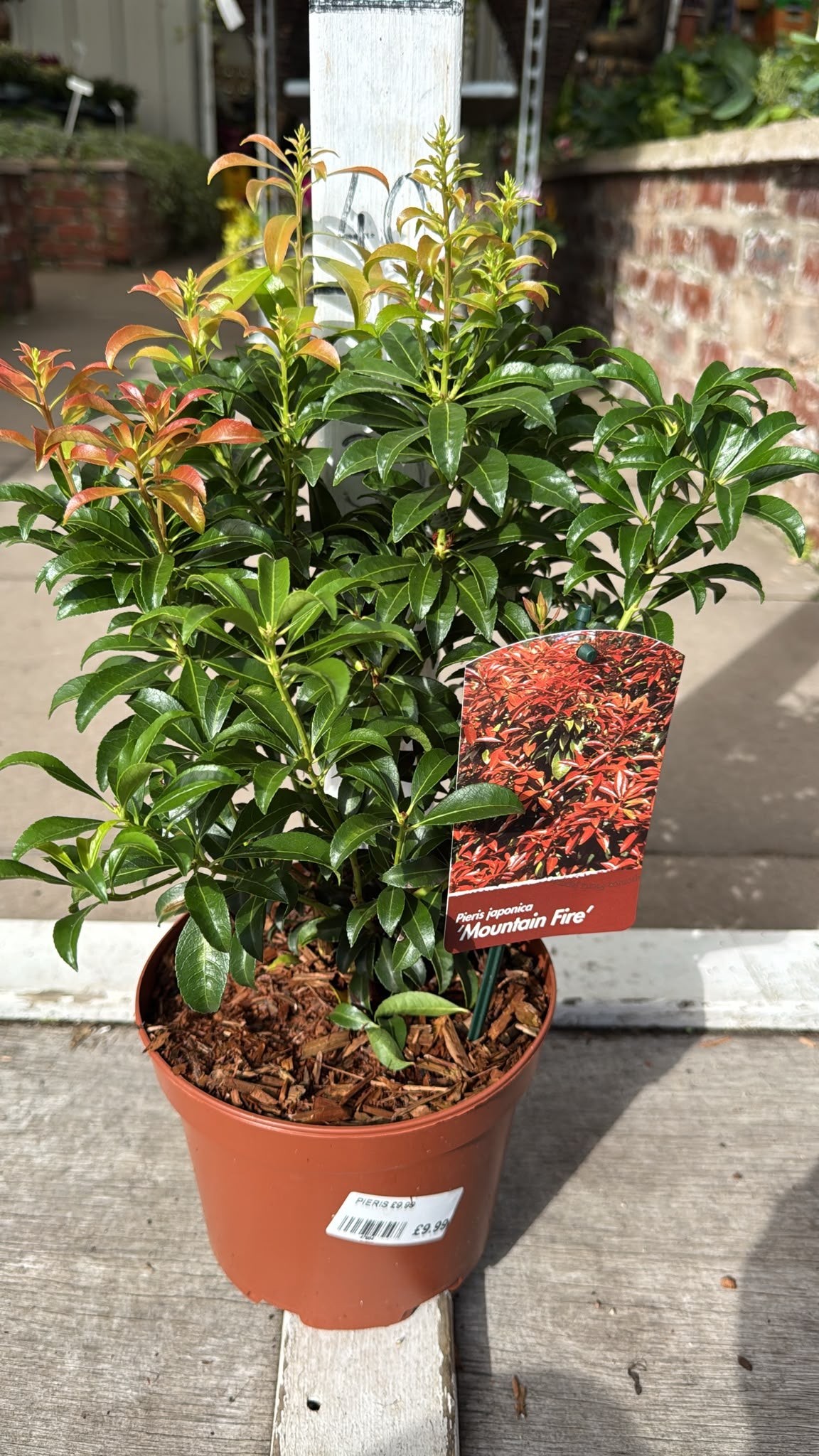 Pieris Mountain Flame 2L