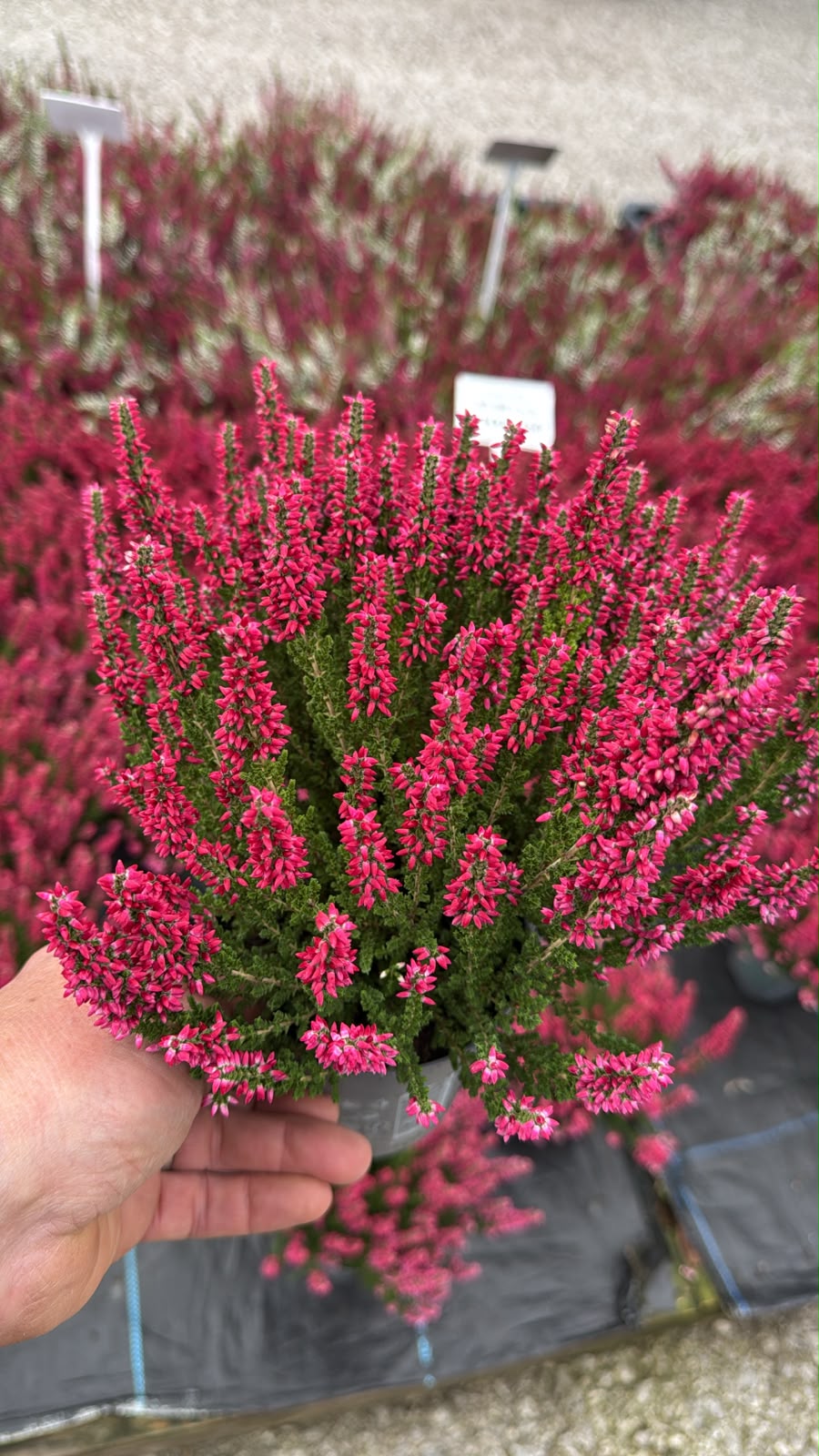 Calluna Beauty ladies 11cm Pot