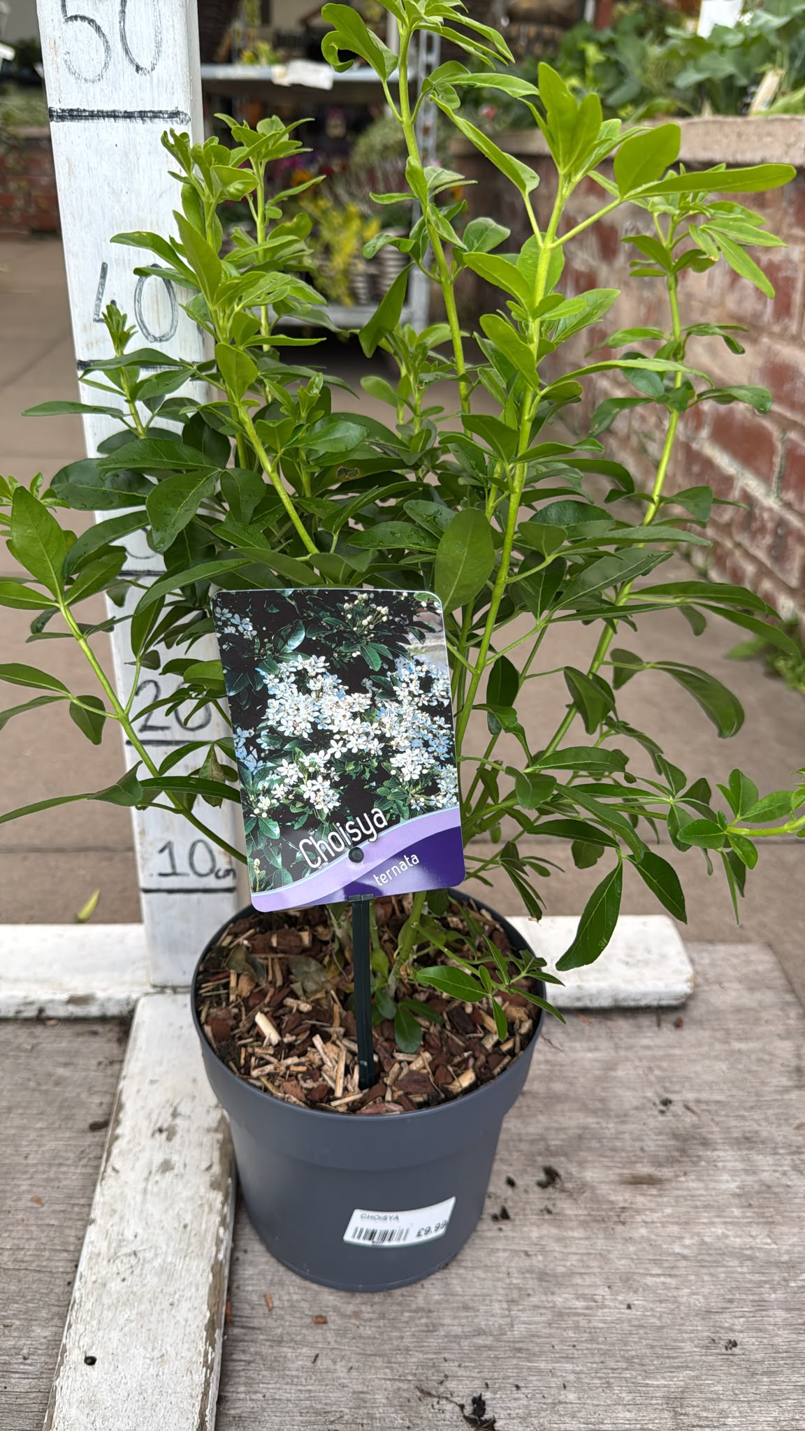 Choisya Ternata 2L