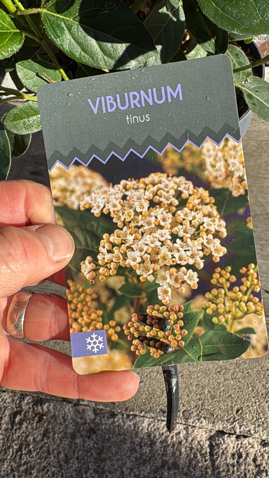 Viburnum Tinus 4.5L
