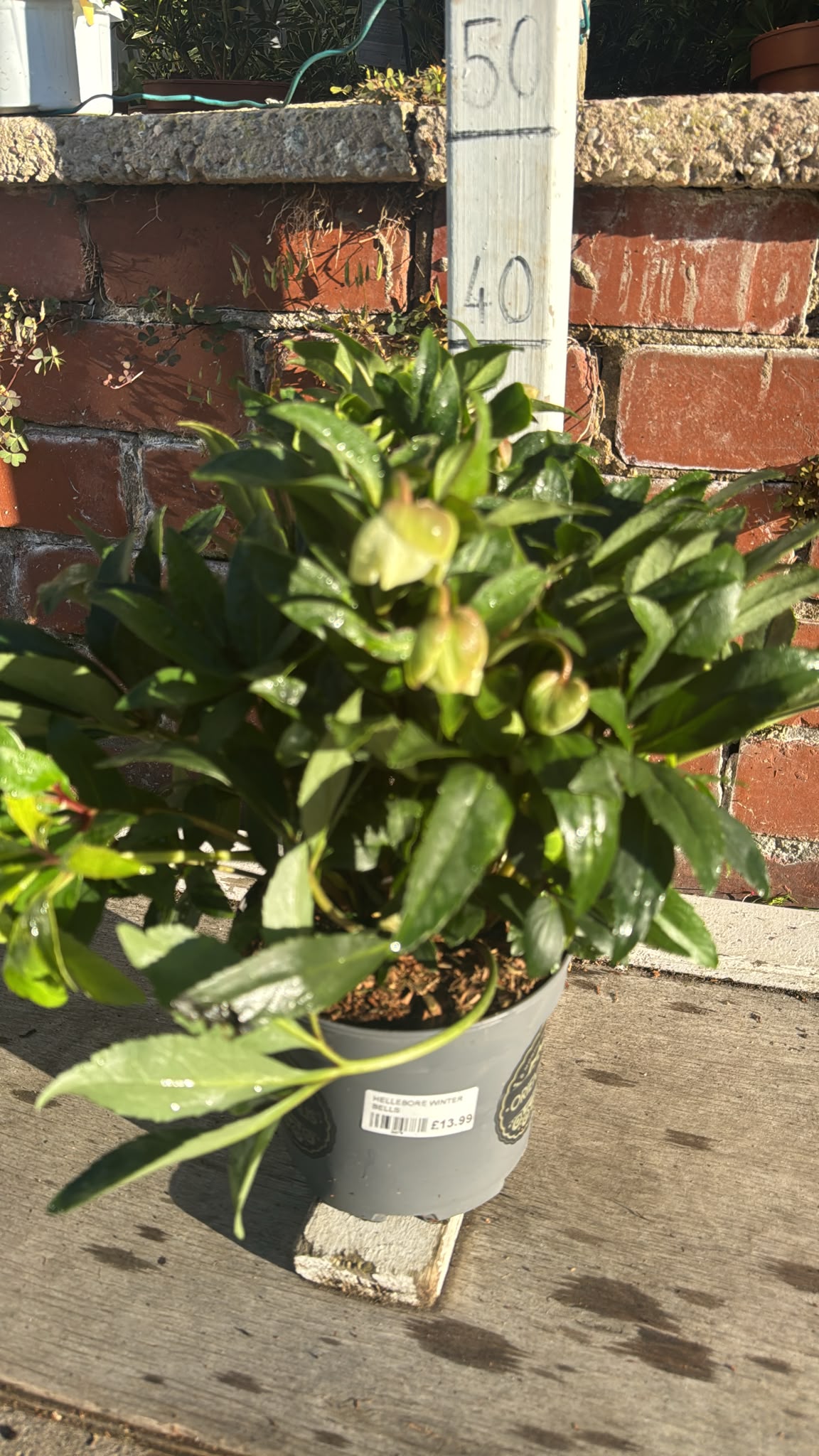 Hellebore Orientalis 'Winter Bells' 2L
