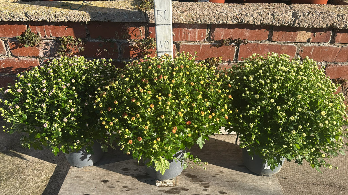 Garden Mums 3L (select colour choice).
