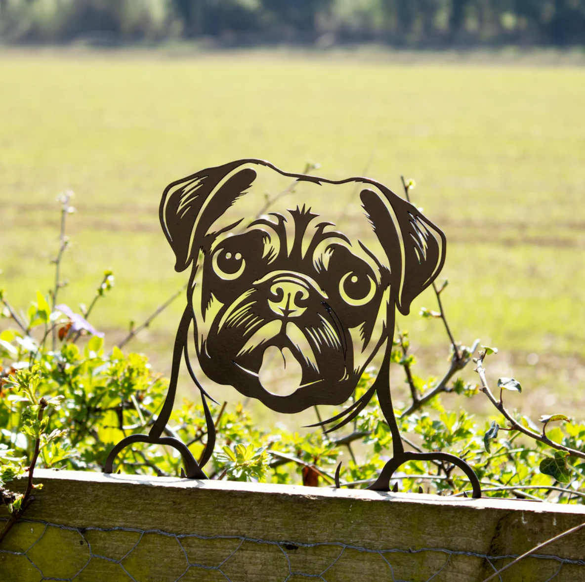 Peeking Pug