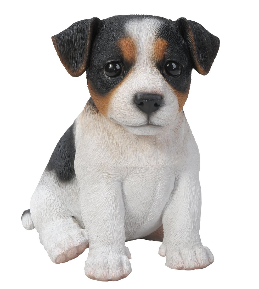 Tri Colour Jack Russell Puppy