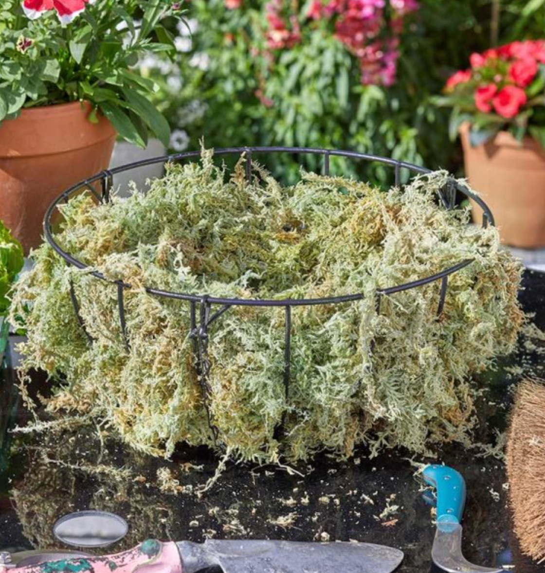 Sphagnum Moss - Jumbo