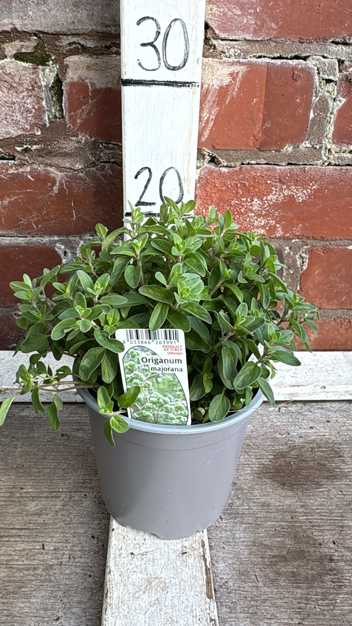 Origanum 1L