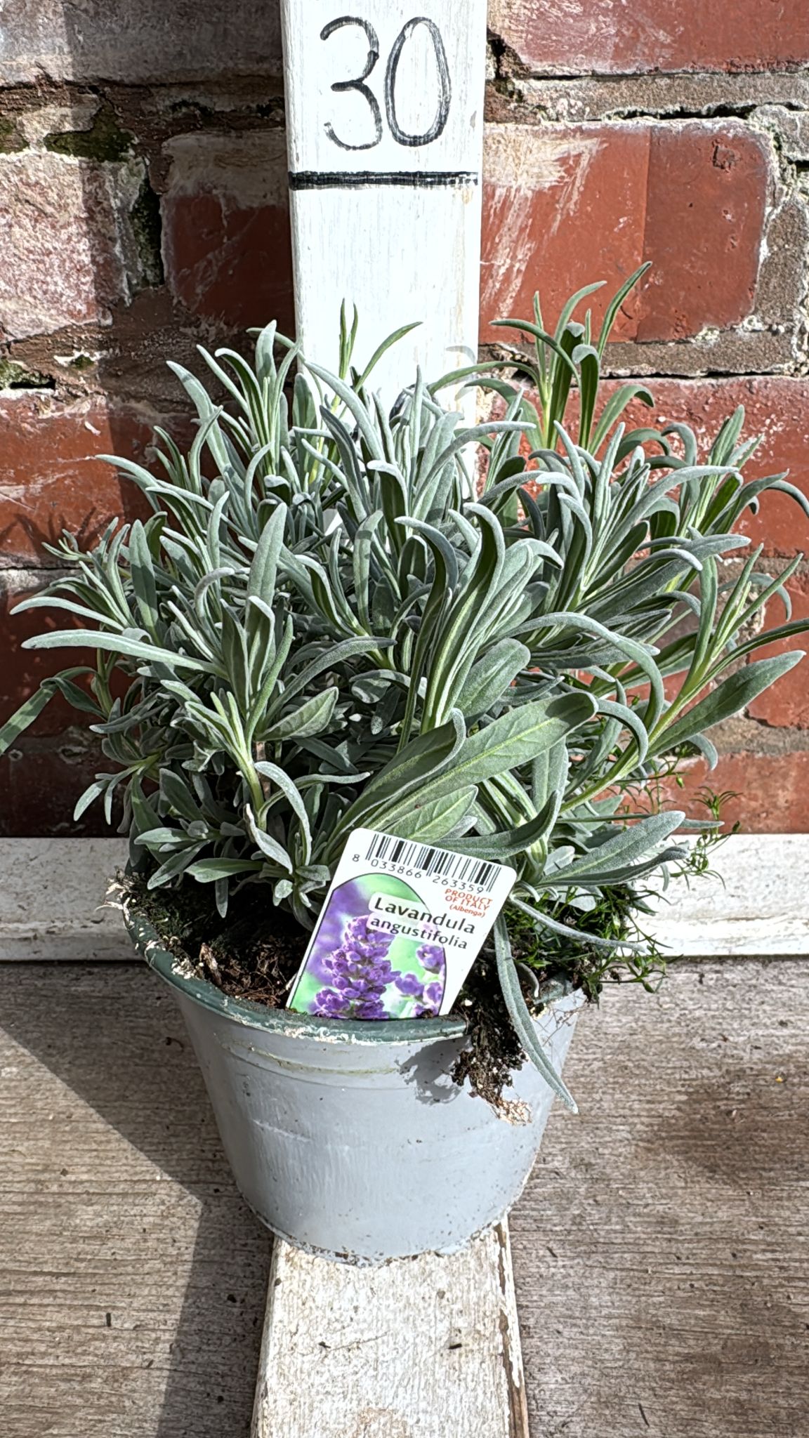 Lavender Angustifolia 1L