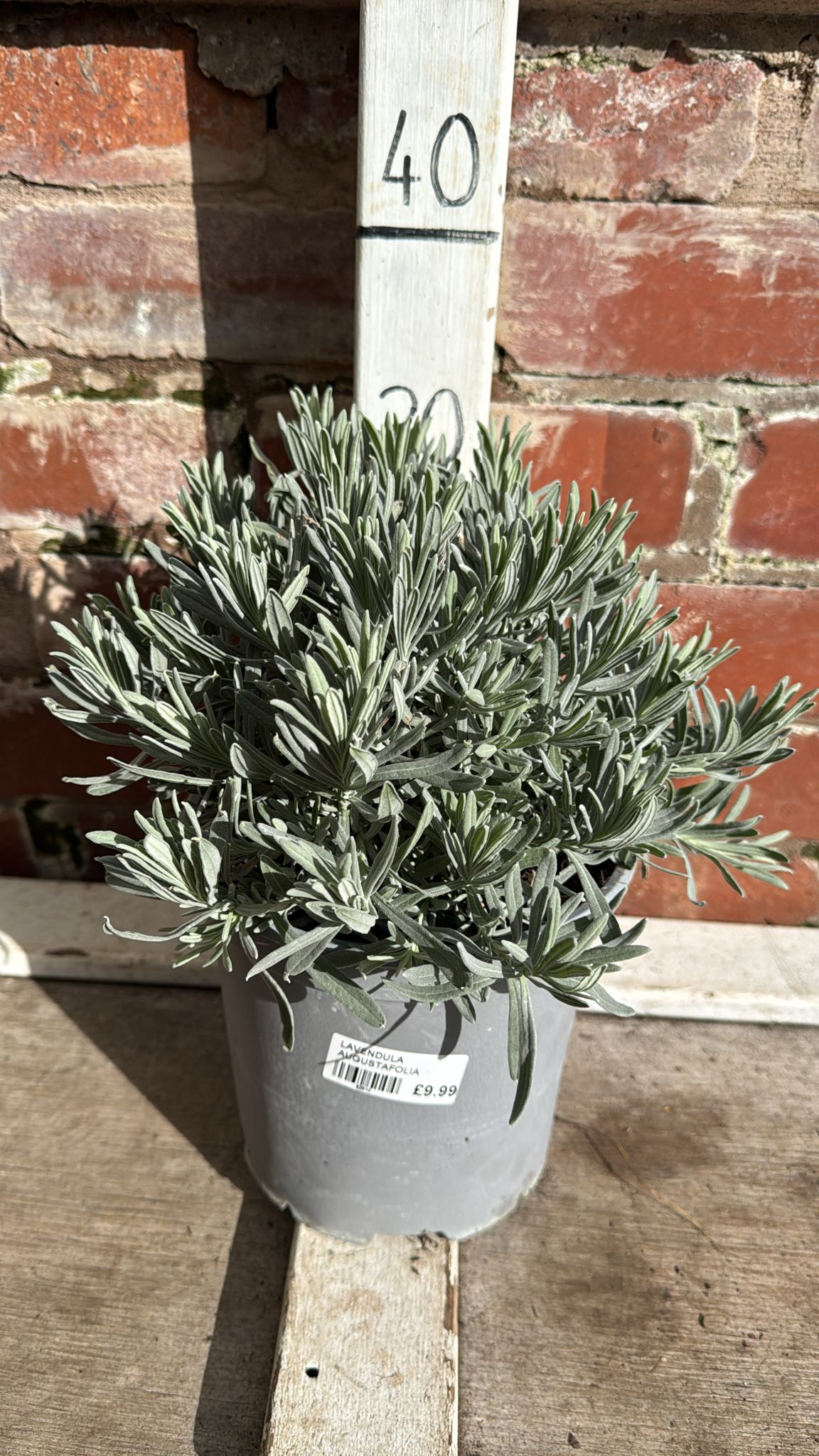 Lavender Augustifolia 3L