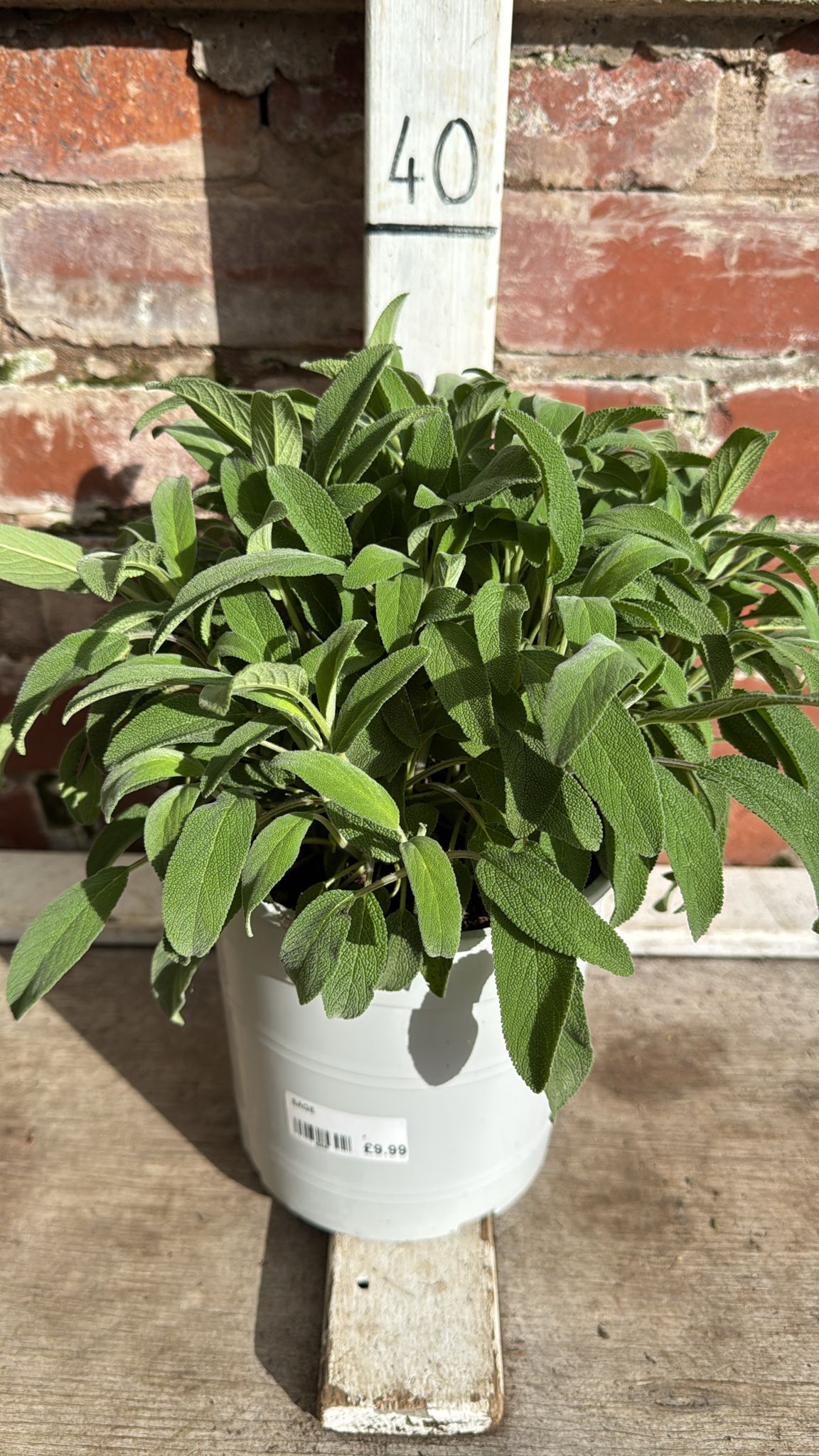 Sage 3L Pot