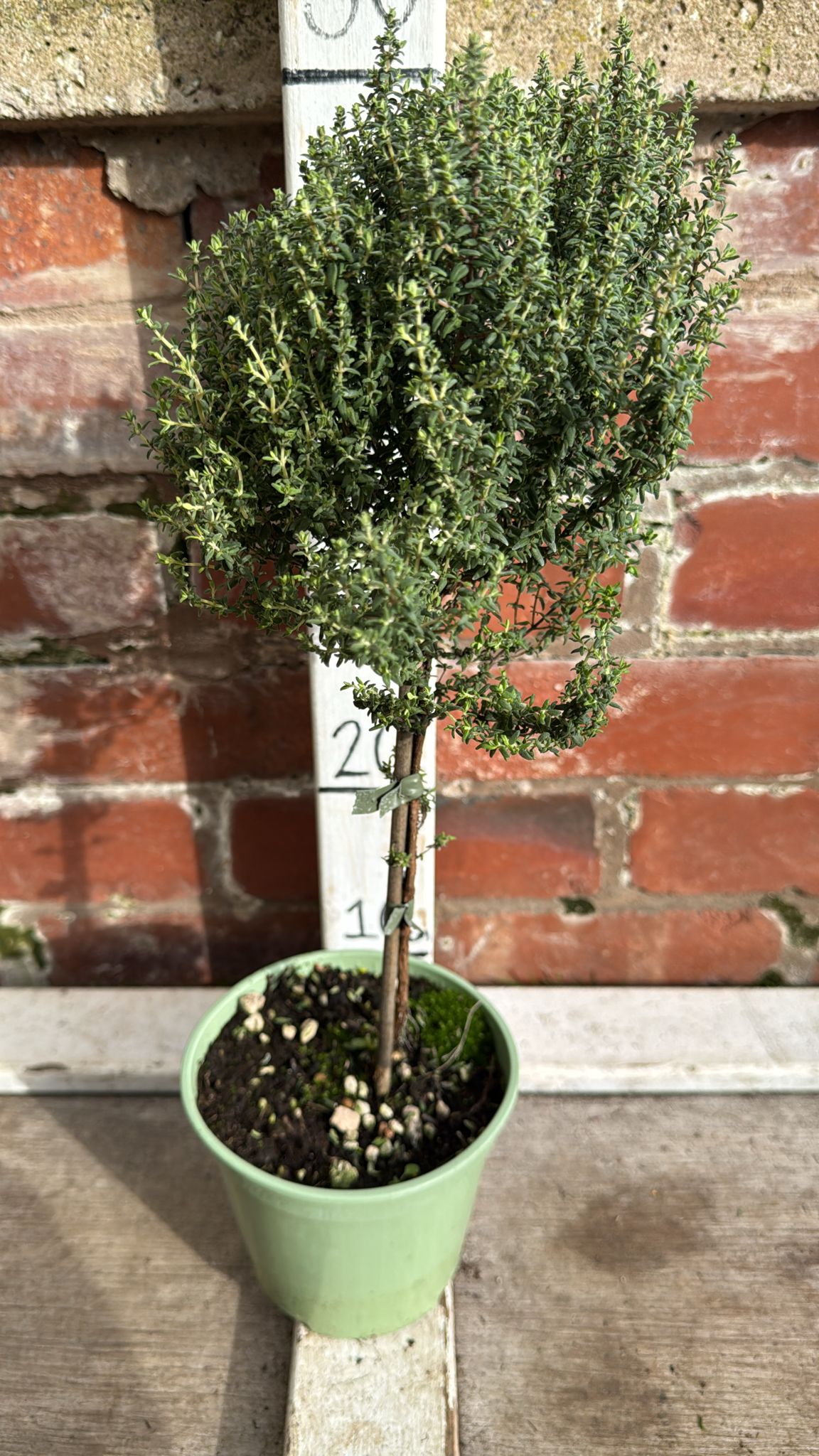 Thyme on a stem 1L