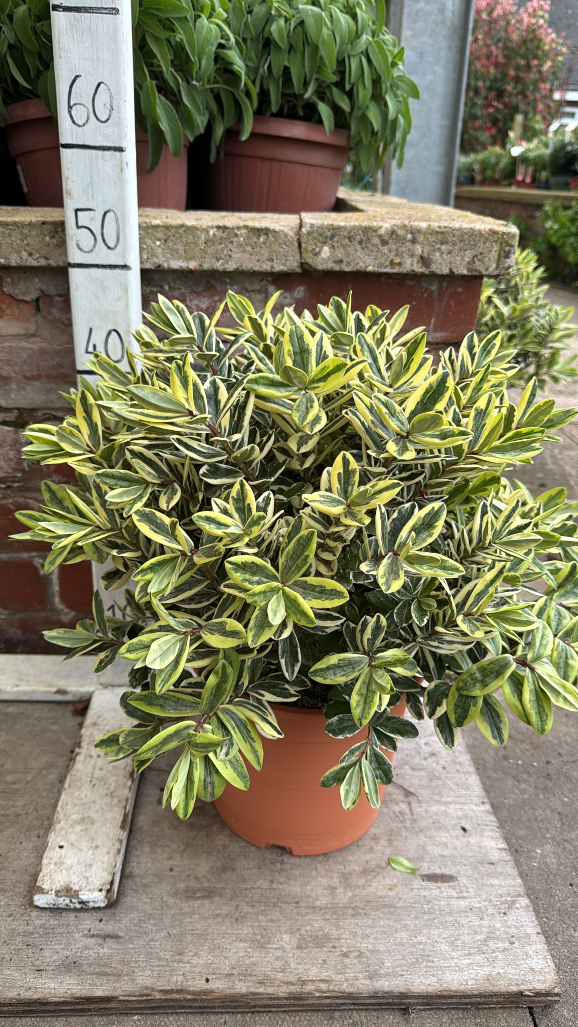 Hebe Variegata 5L – minshulls