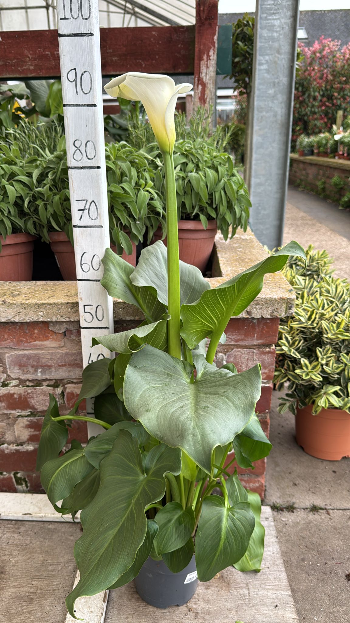 Zantedeschia 3L