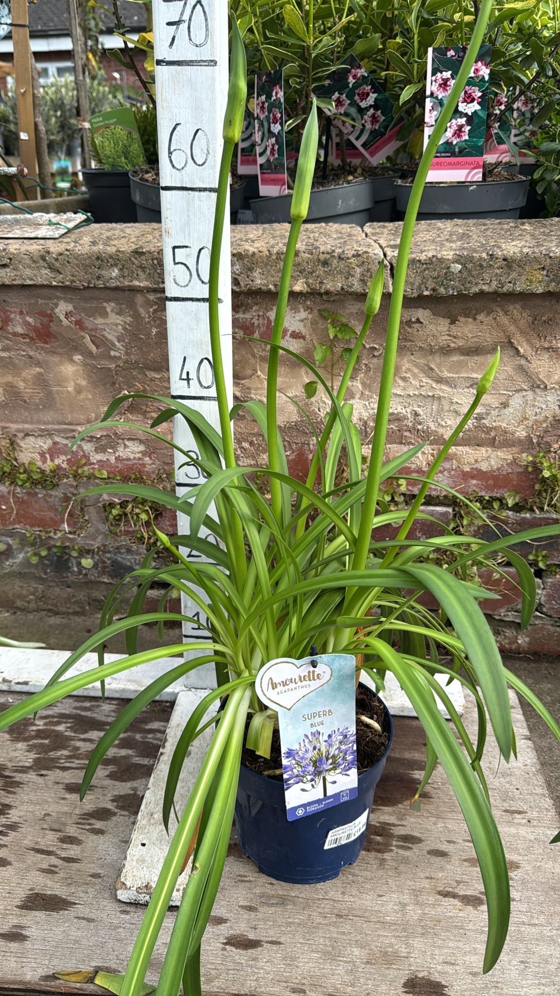 Agapanthus Superb Blue 2L