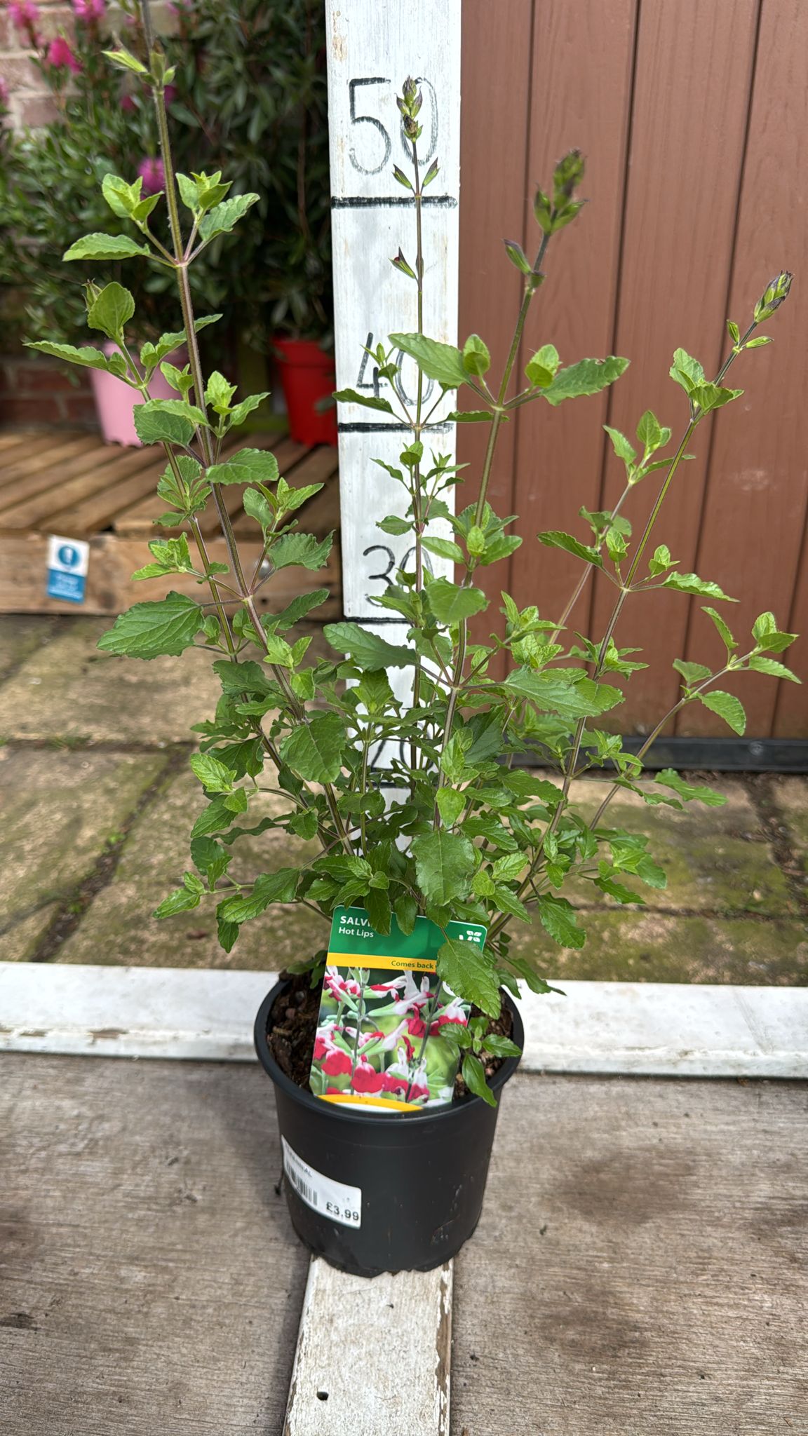 Salvia hot lips 1 lt
