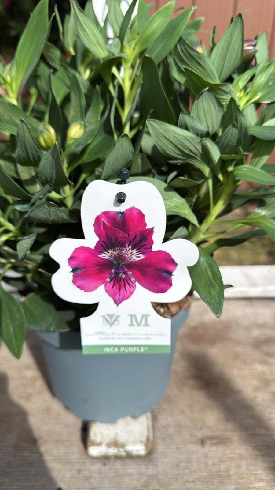 Alstroemeria Inca purple 3 lt