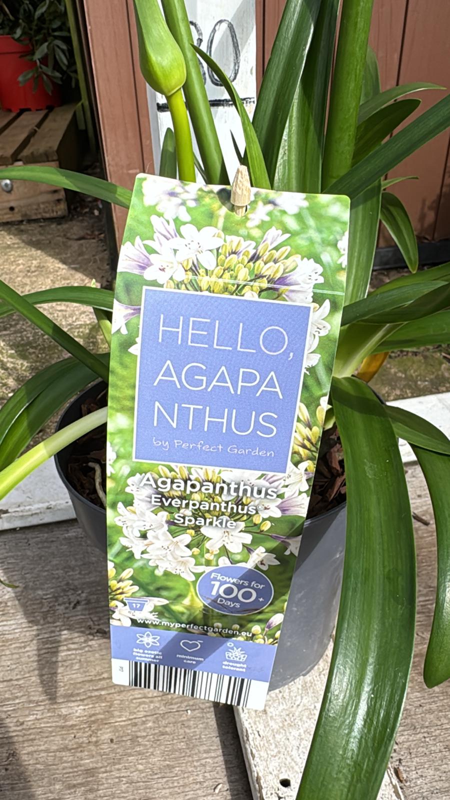 Agapanthus sparkle 2 lt