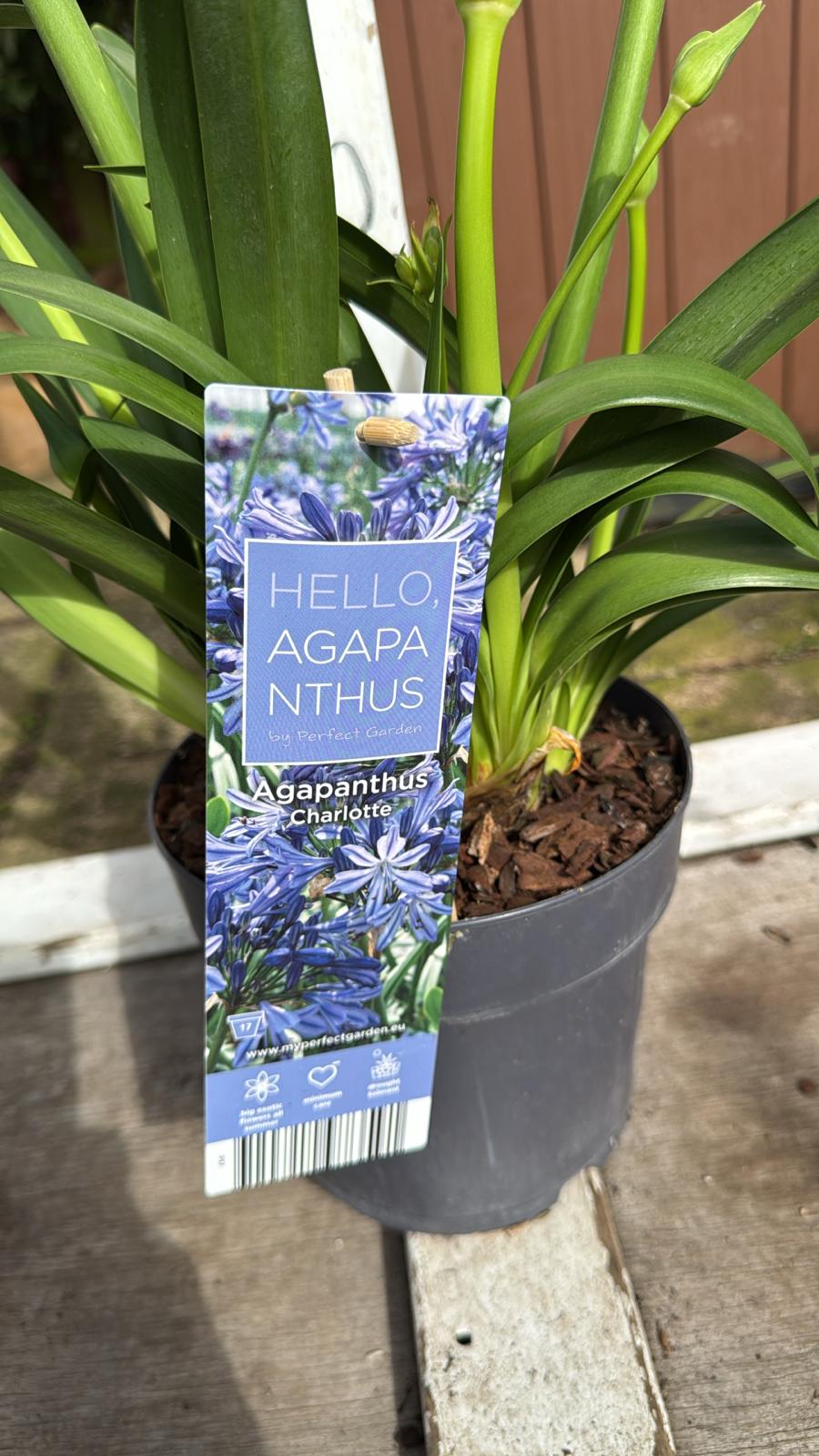 Agapanthus Charlotte 2lt