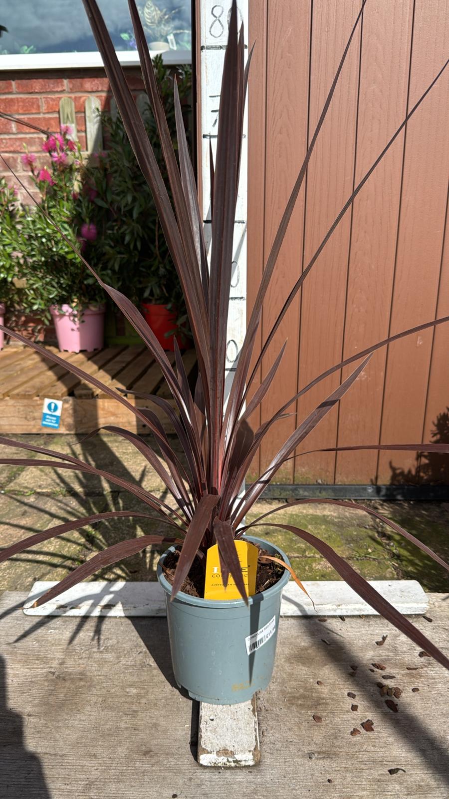 Cordyline red star 2lt