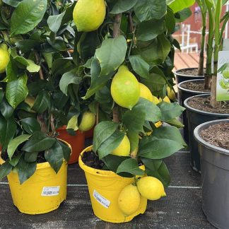 Trees (Ornamental and Fruit).