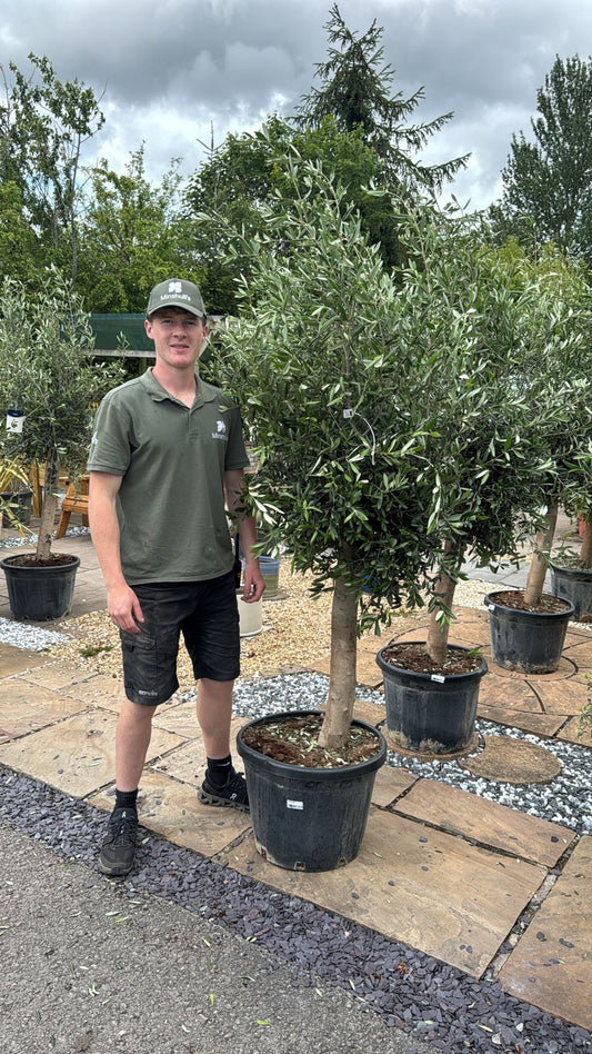 Olive Tree 35L Pot
