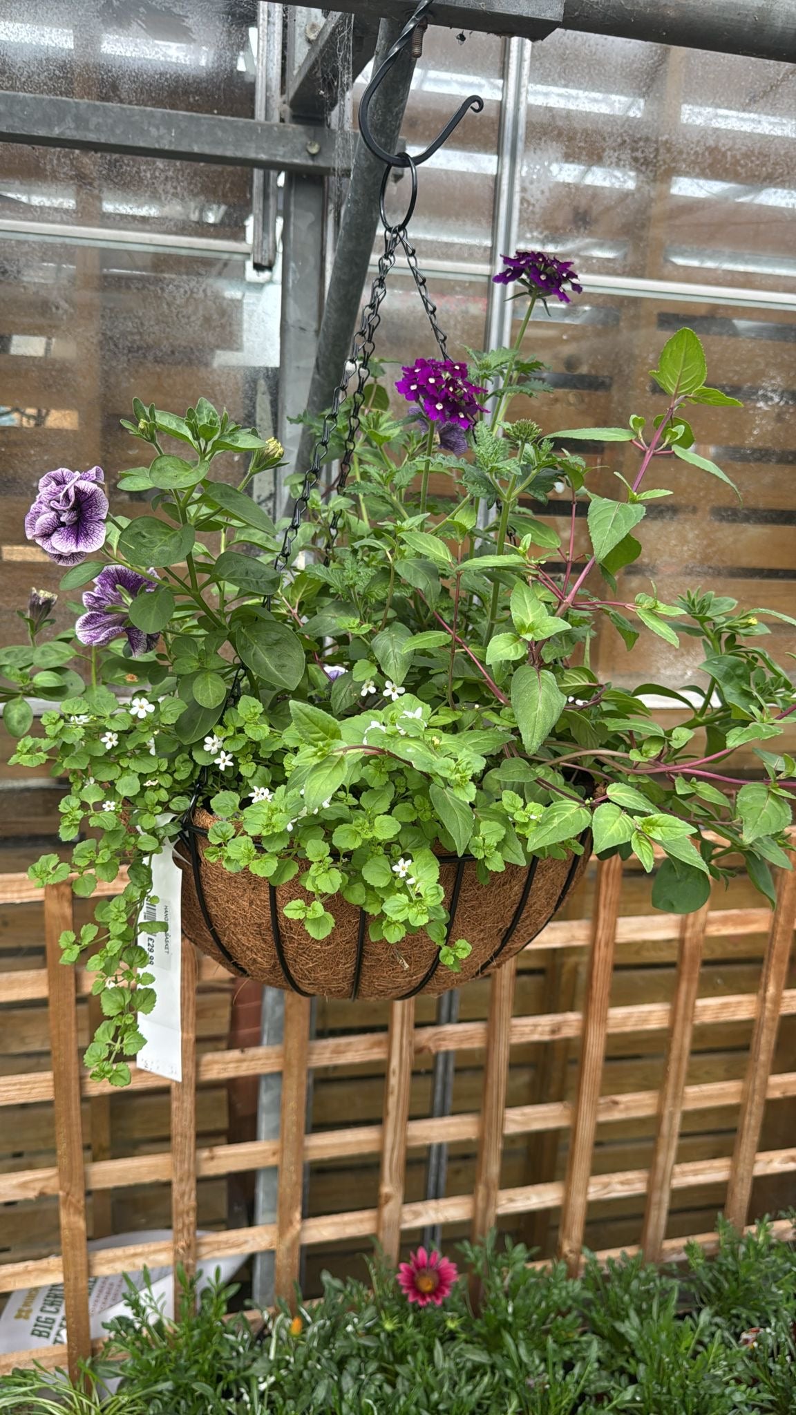 16 inch hanging basket