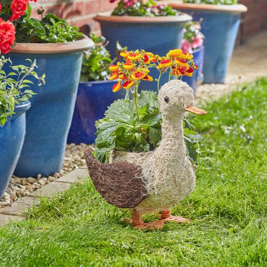 Daphne Duck Planter