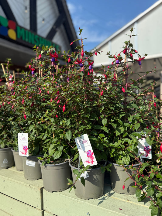 Fuchsia Pyramid