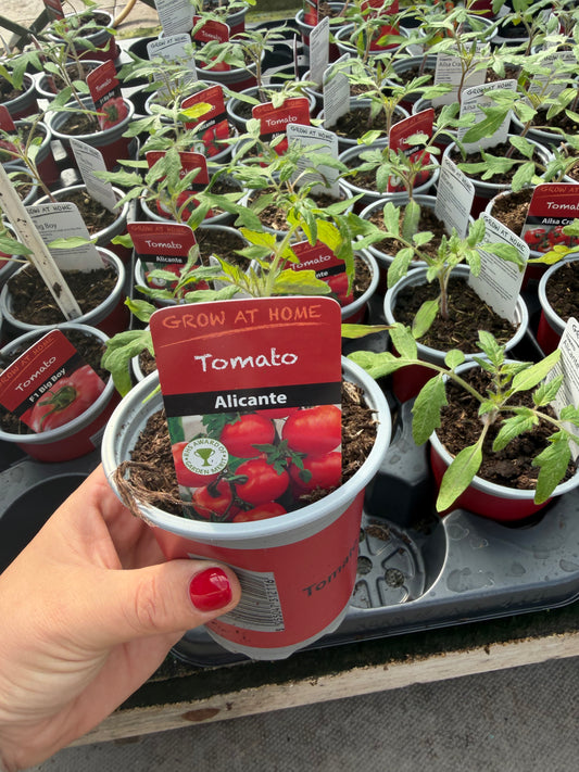 Tomato Alicante