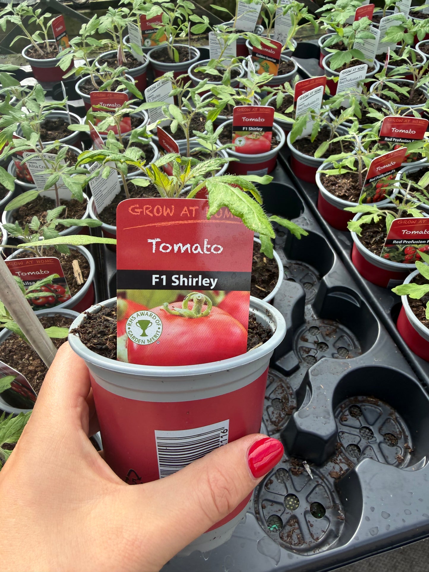 Tomato F1 Shirley