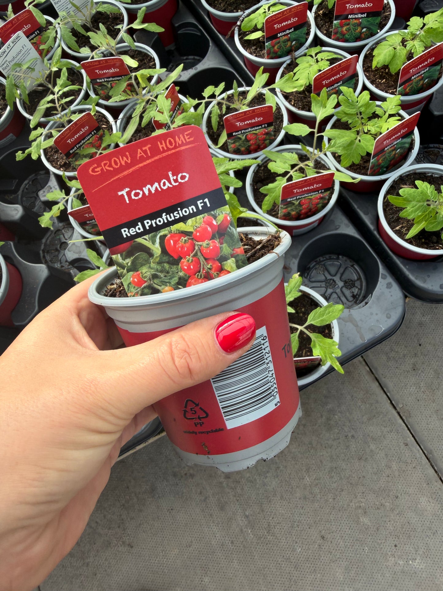 Tomato red Profusion F1