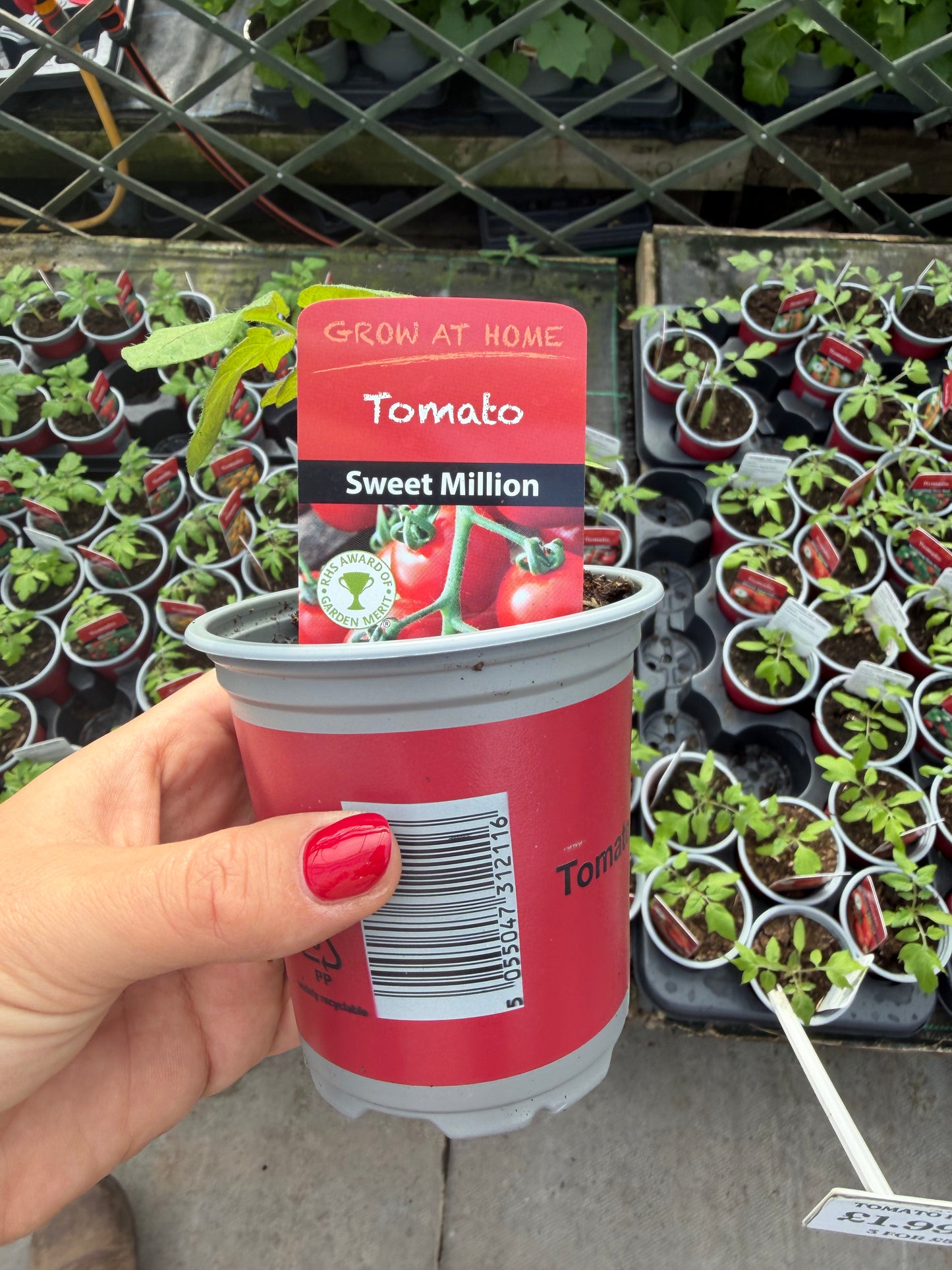 Tomato Sweet Million