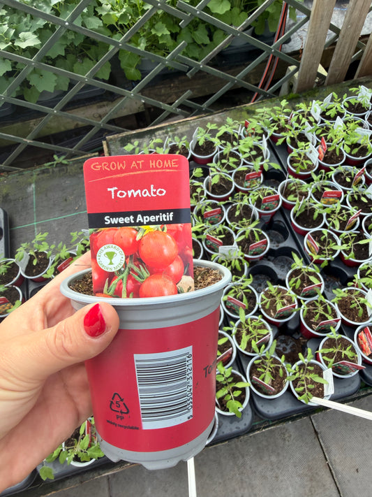 Tomato Sweet Million